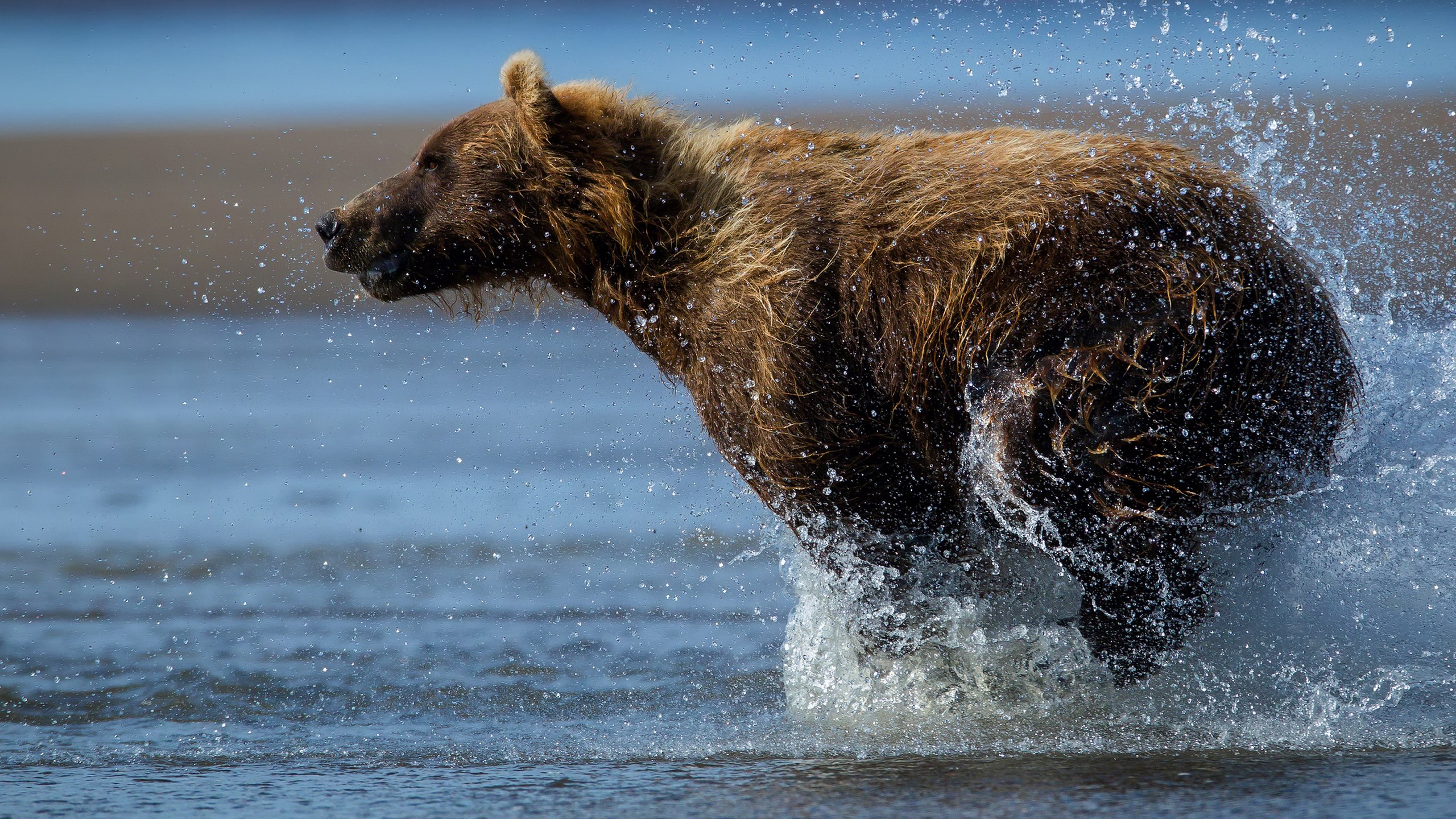 Brown bear running through water HD Wallpaper
