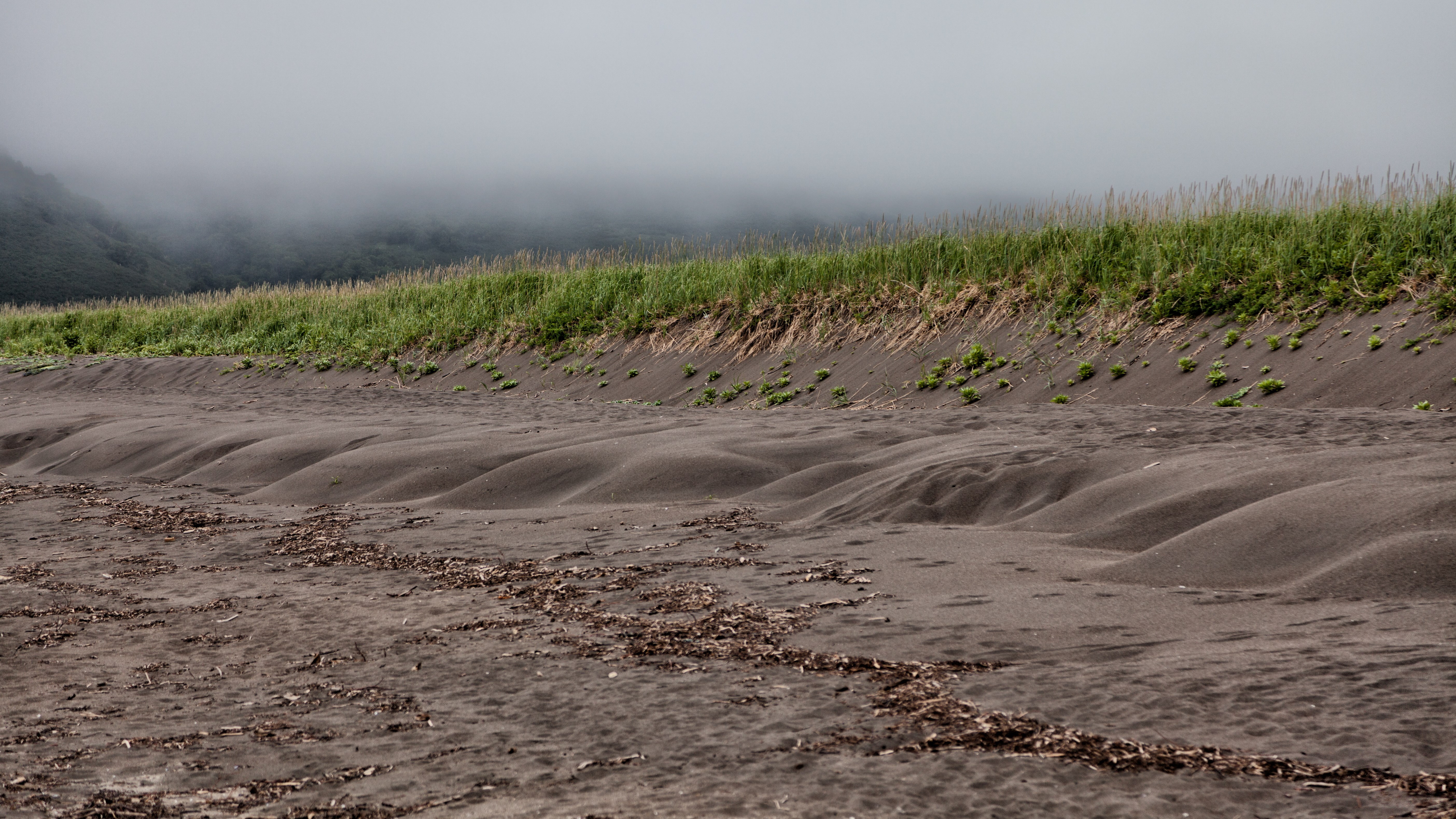 Sandy beach with grass and fog HD Wallpaper