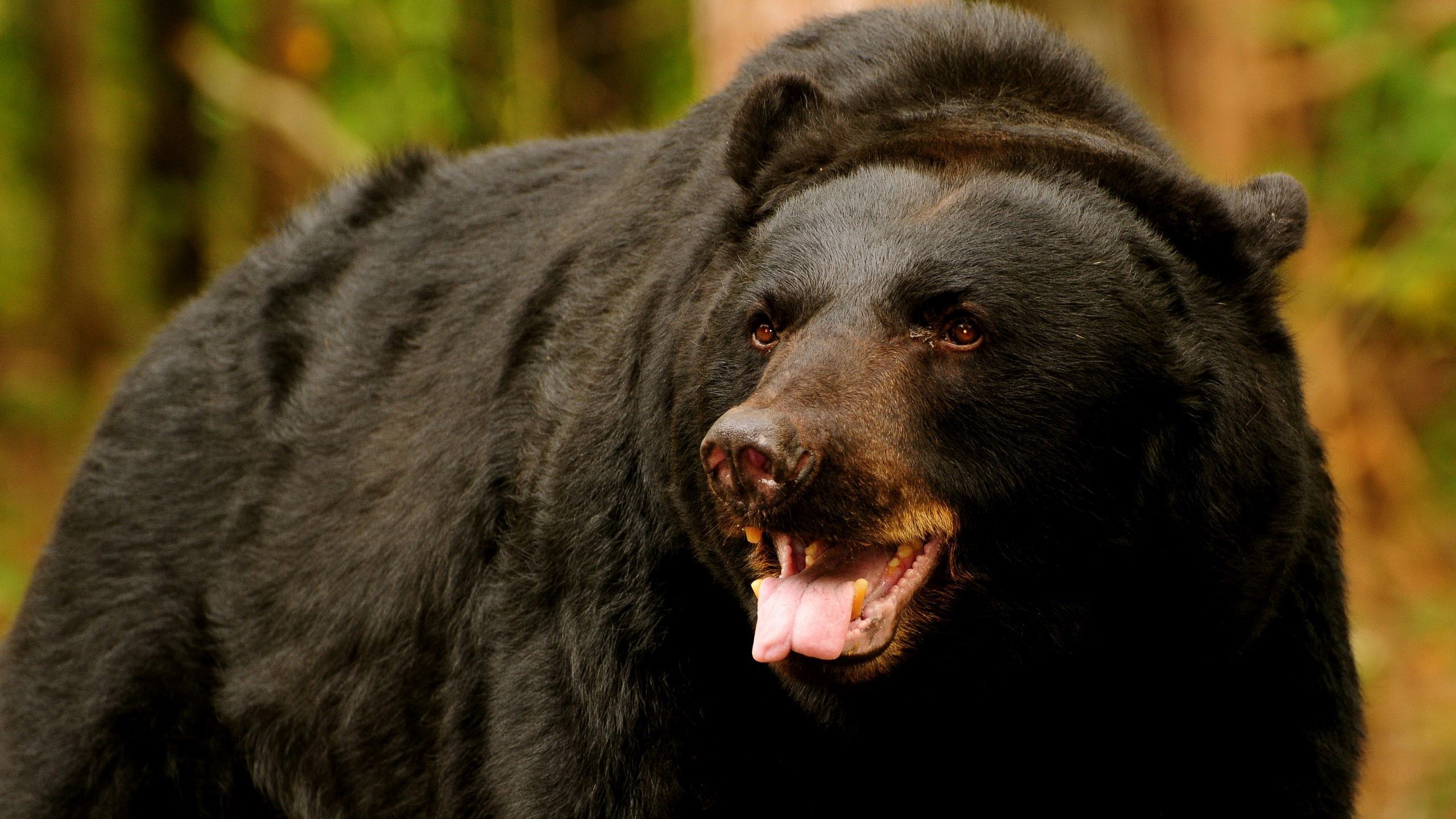 Black bear with mouth open and tongue out HD Wallpaper