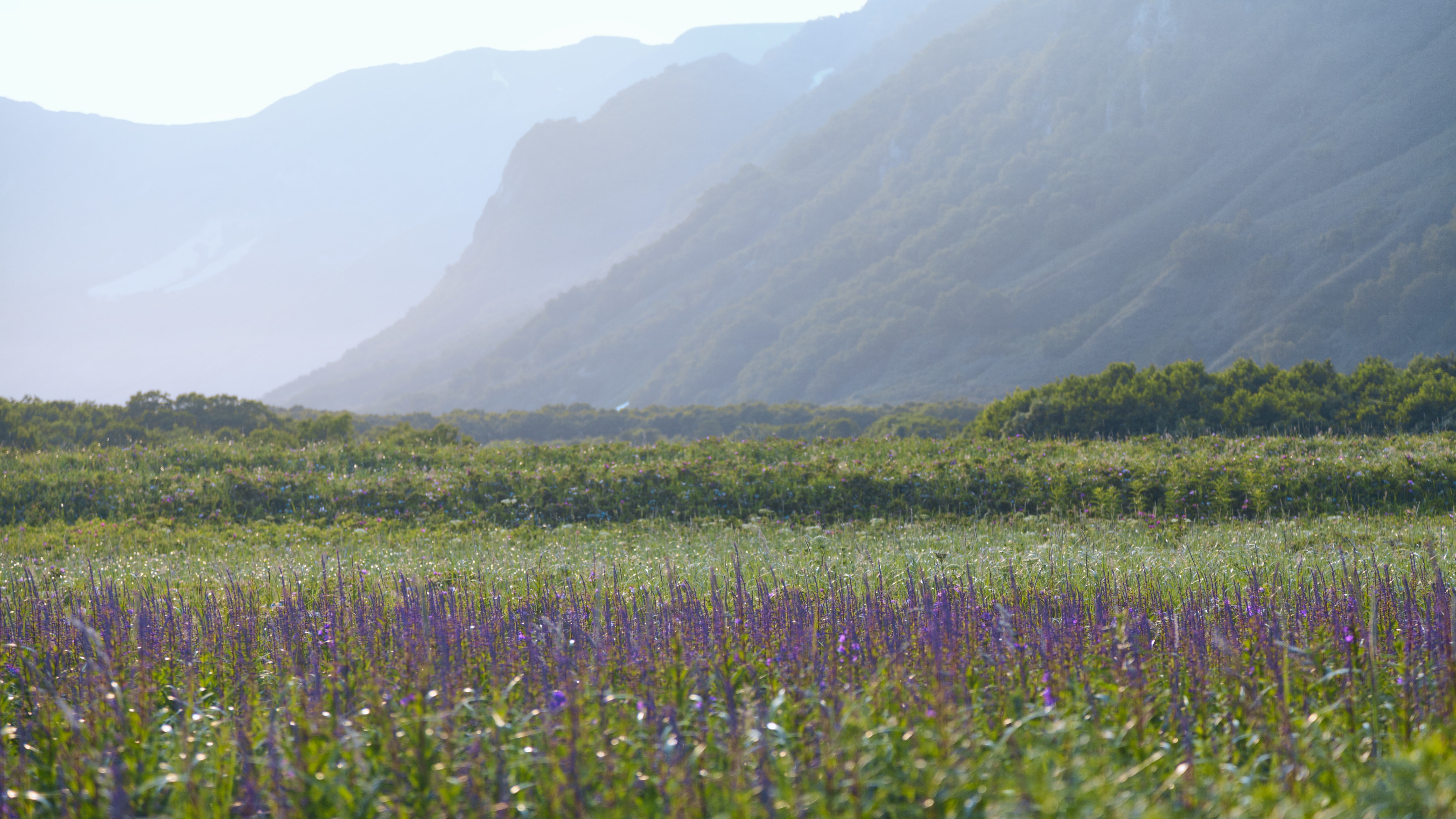 Purple flowers in a field with mountains in the background HD Wallpaper