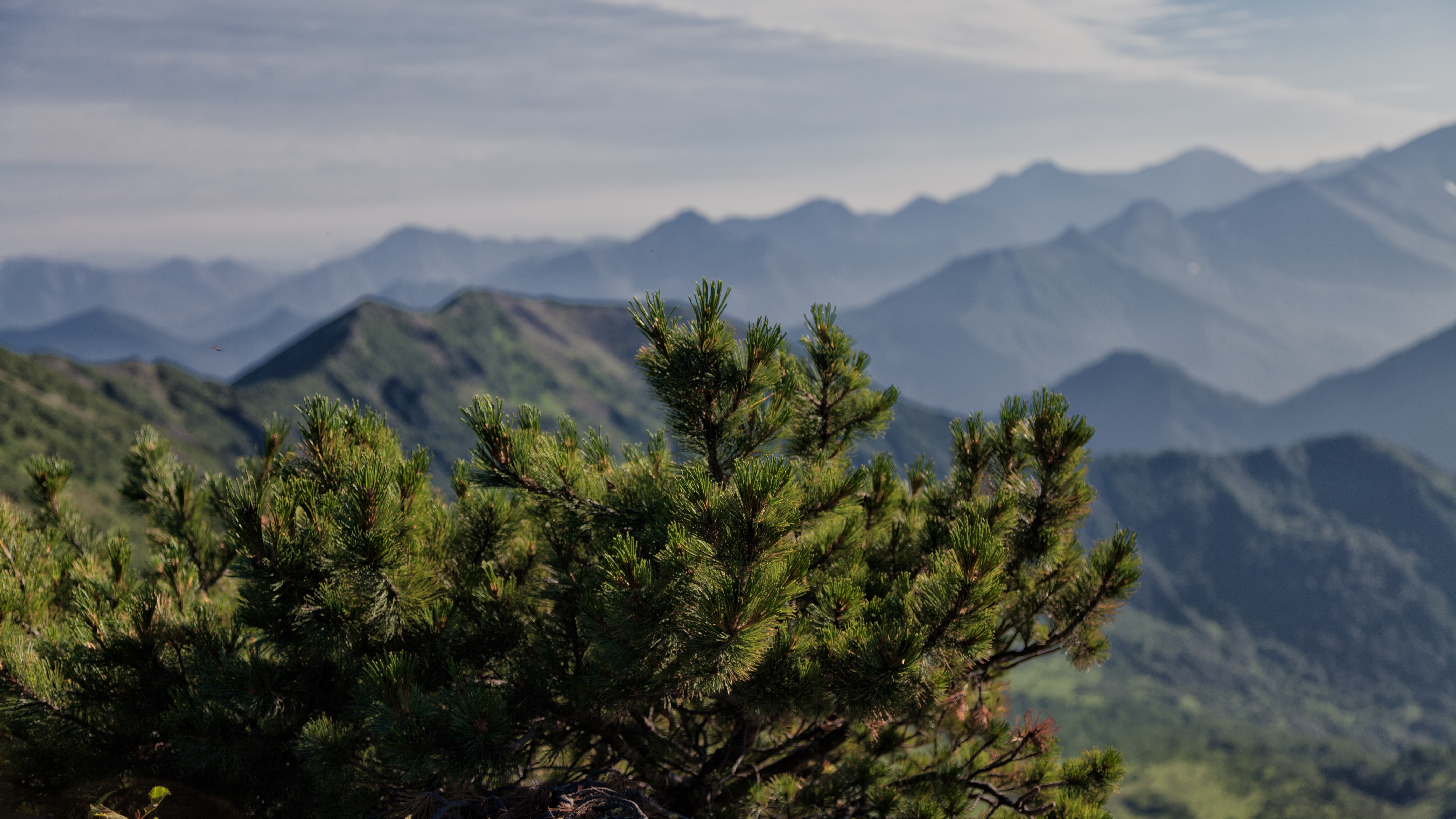 Pine tree branches in front of layered mountains HD Wallpaper