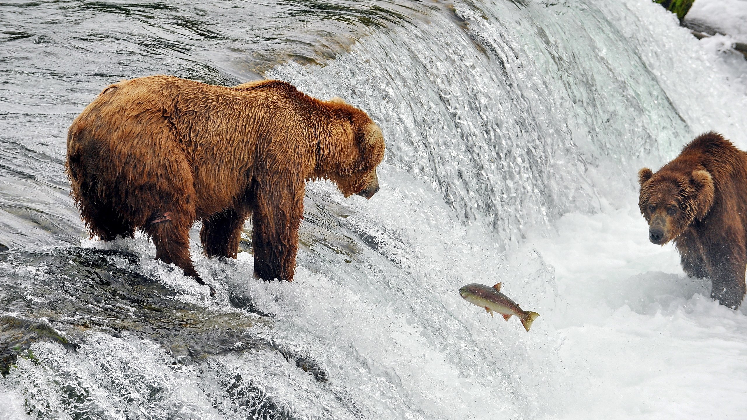 Brown bears fishing for salmon in a waterfall HD Wallpaper