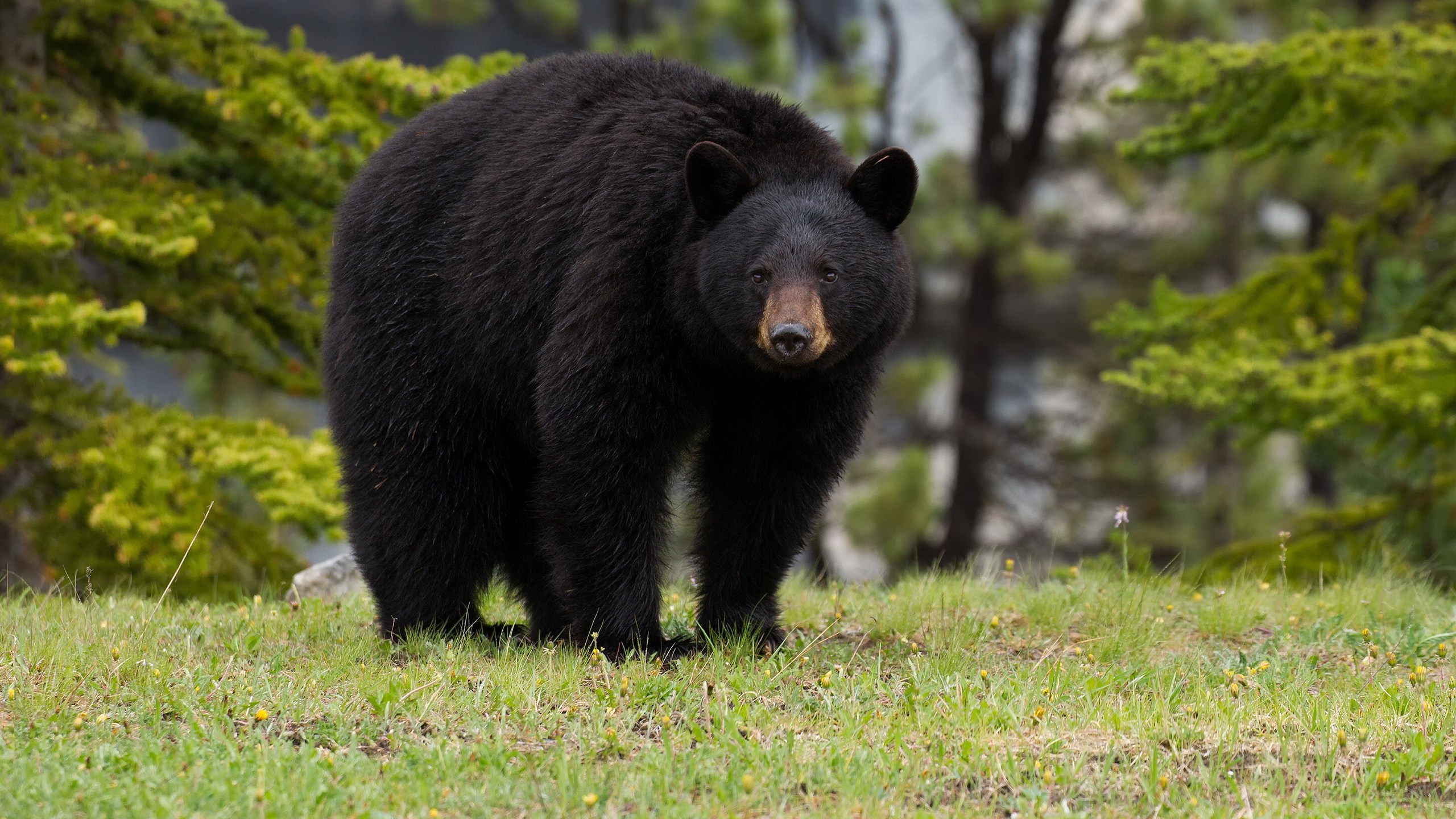 Black bear standing in a grassy field with trees HD Wallpaper