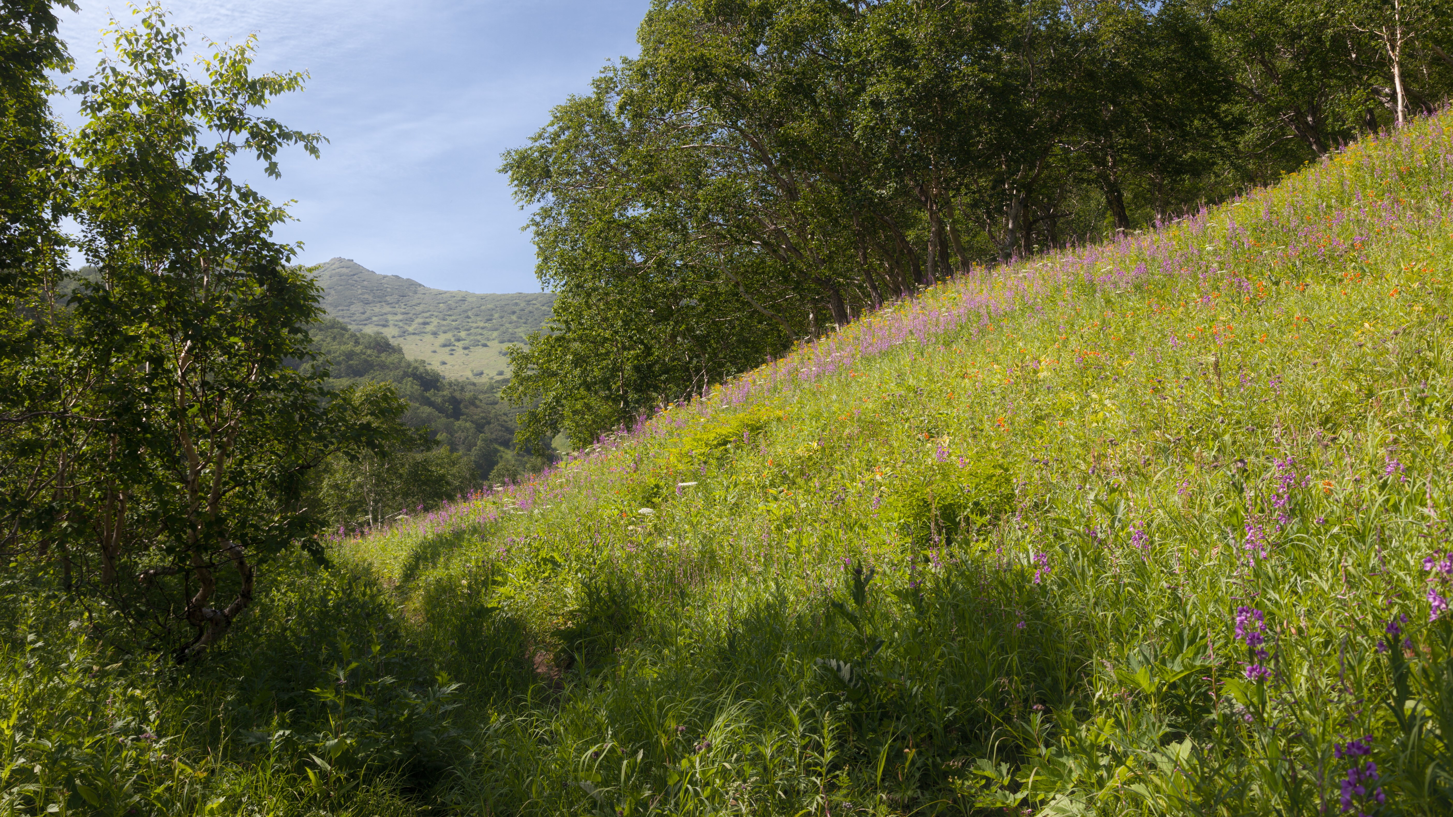 Grassy hillside with trees and purple flowers HD Wallpaper