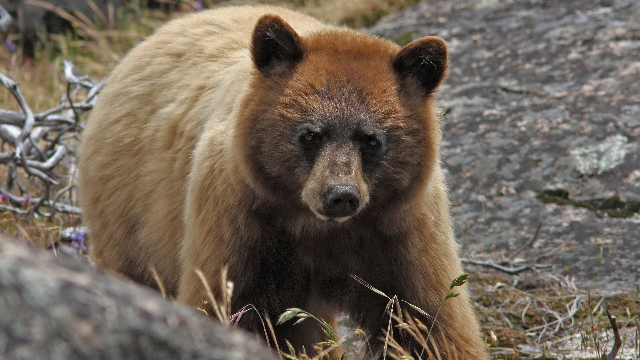 A brown bear with lighter fur on its back HD Wallpaper