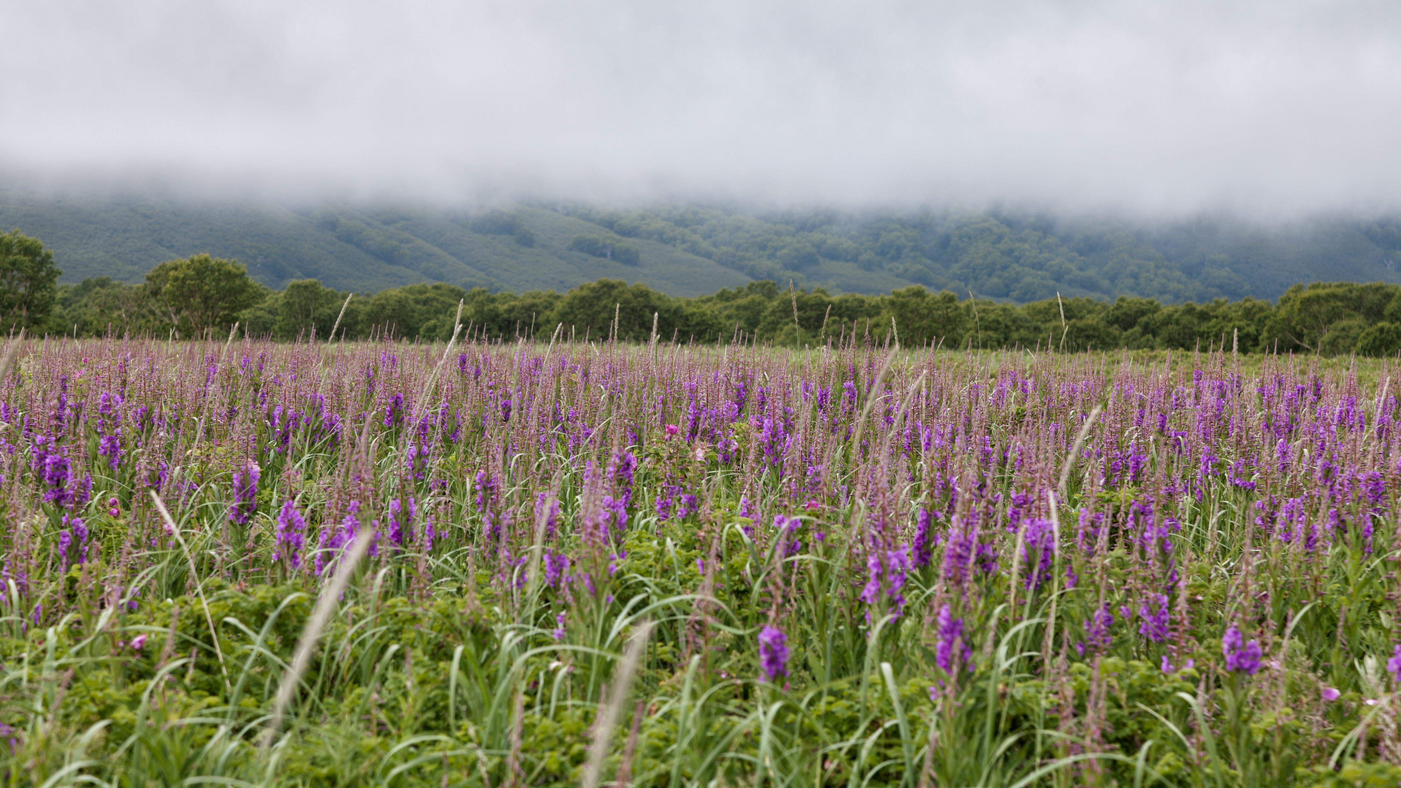 Field of purple flowers with misty mountains HD Wallpaper