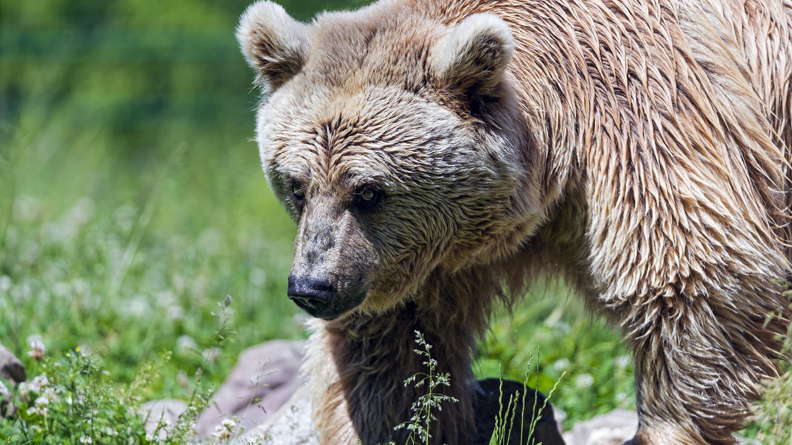 Brown bear walking in a grassy field HD Wallpaper