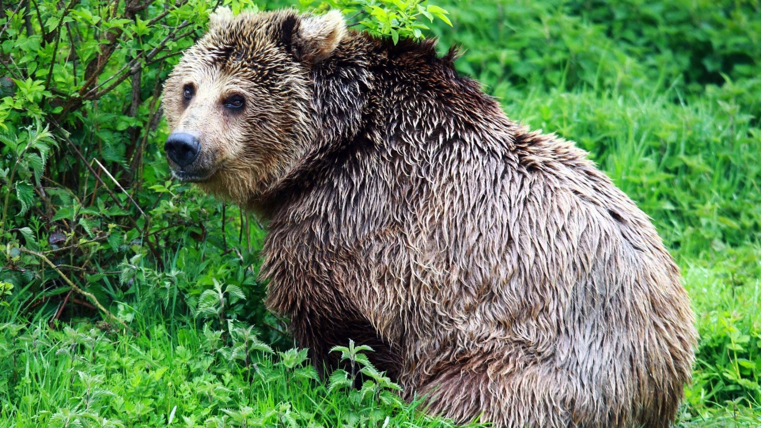 Brown bear sitting in green foliage HD Wallpaper