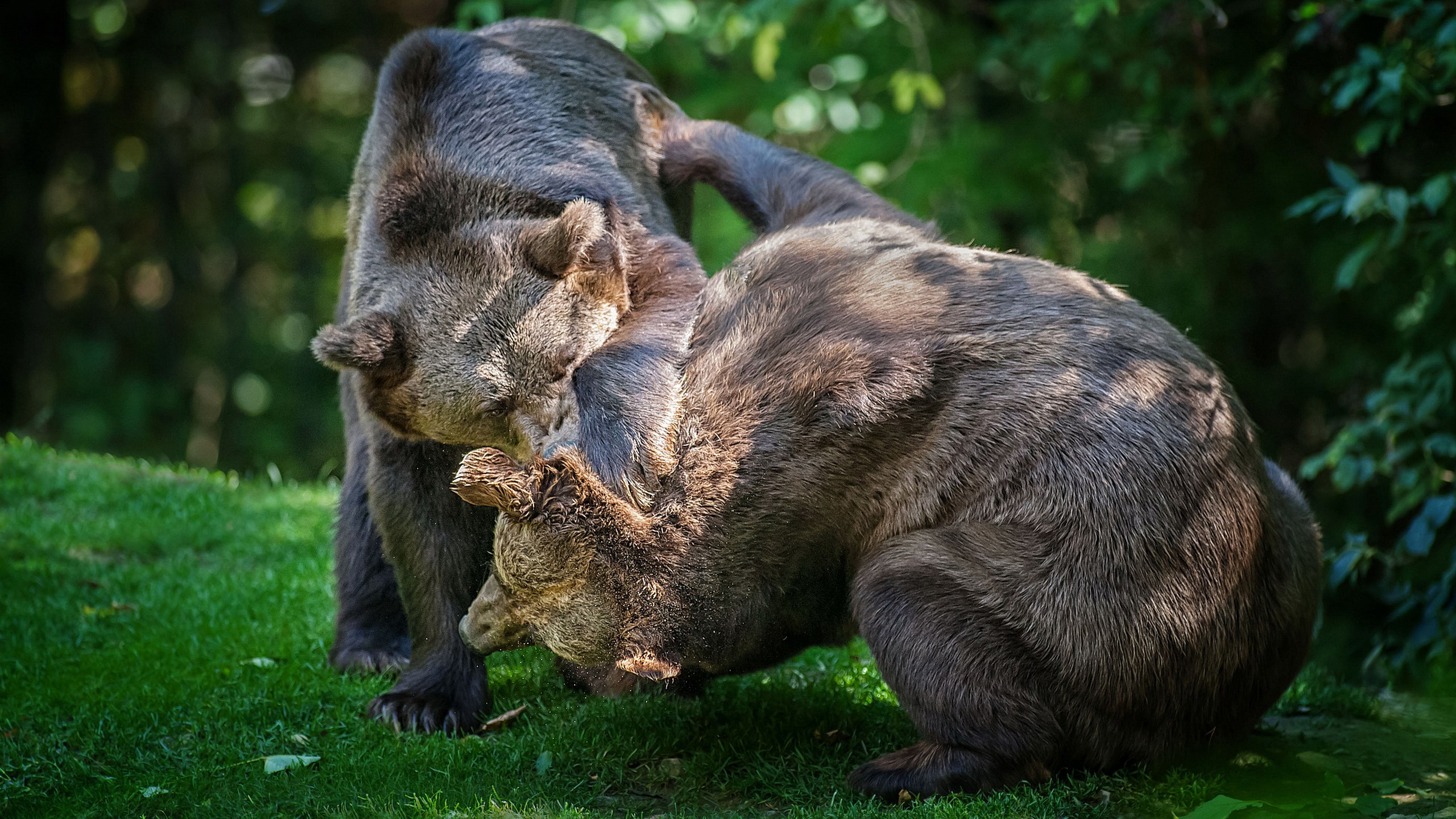 Two brown bears wrestling on grass HD Wallpaper