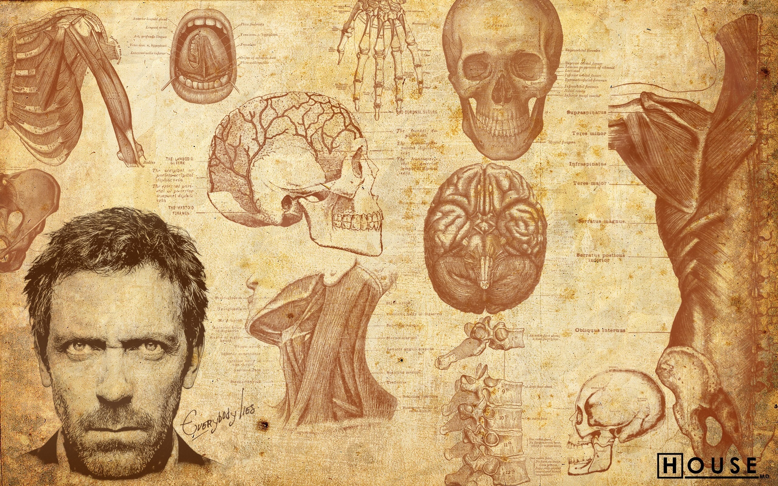 Gregory House from House M.D. anatomical collage HD Wallpaper