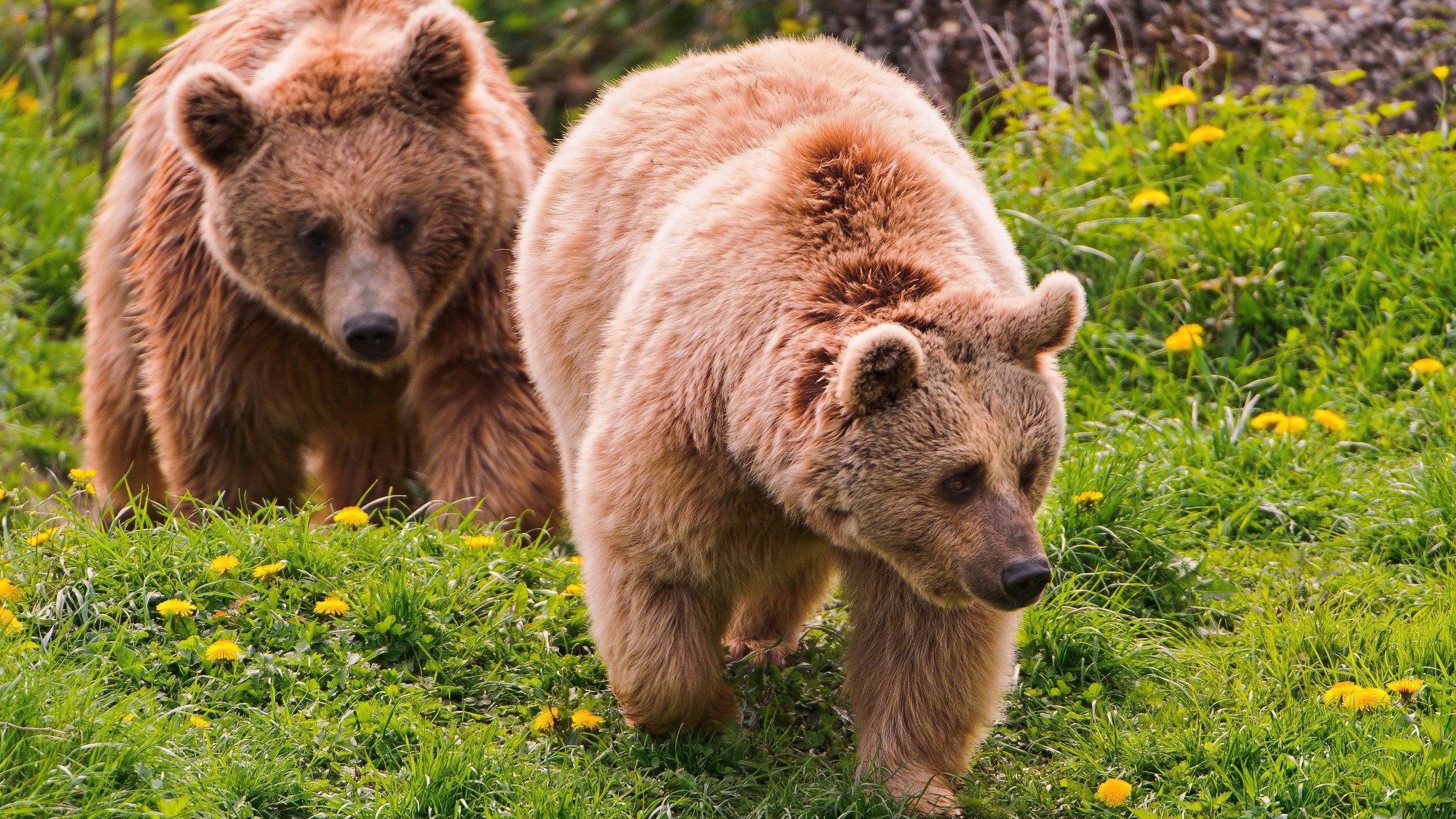 Two brown bears walking in a grassy field HD Wallpaper