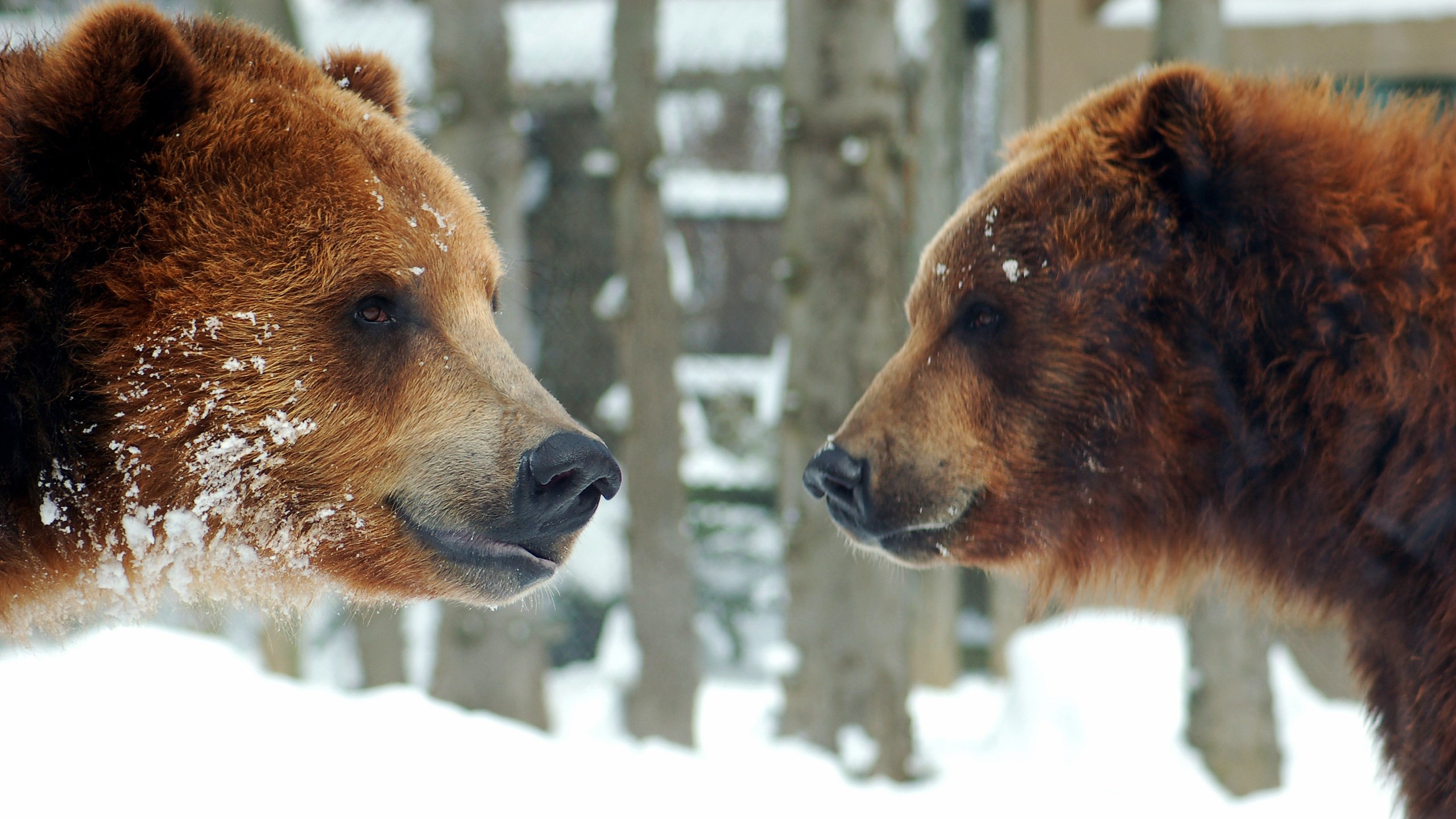 Two grizzly bears in the snow HD Wallpaper