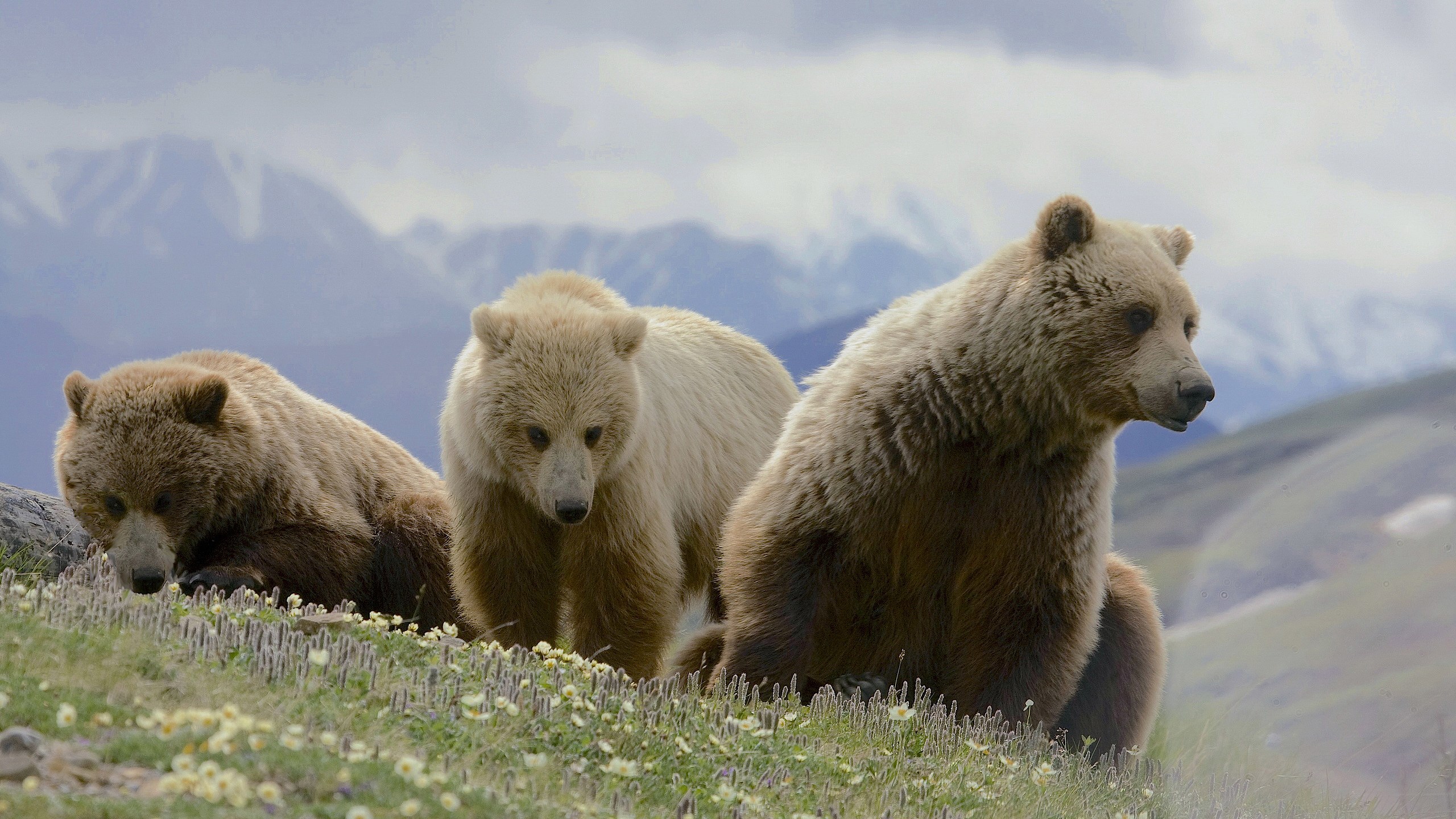 Three bears in a grassy field with mountains HD Wallpaper