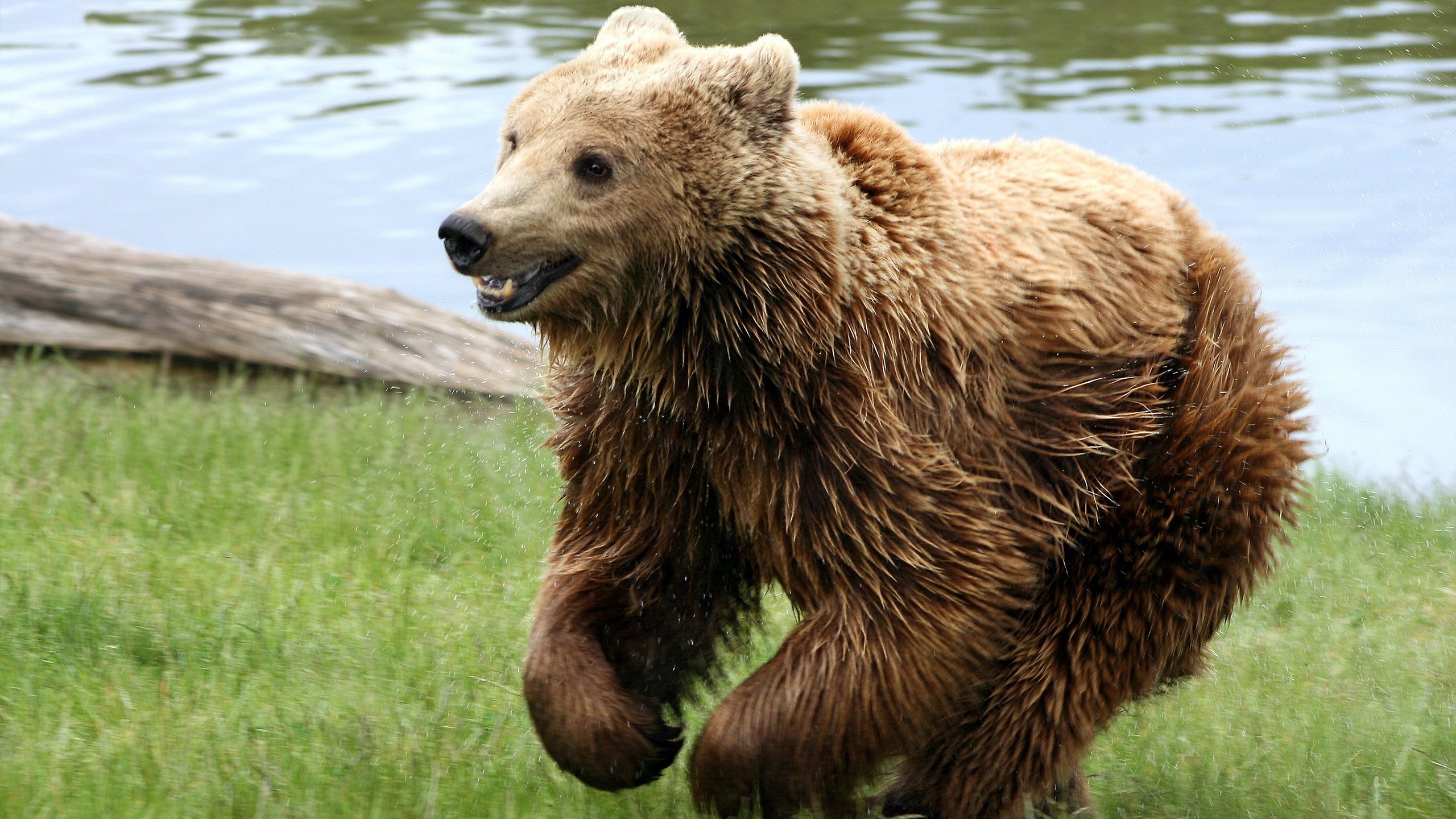 Brown bear running near water and grass HD Wallpaper