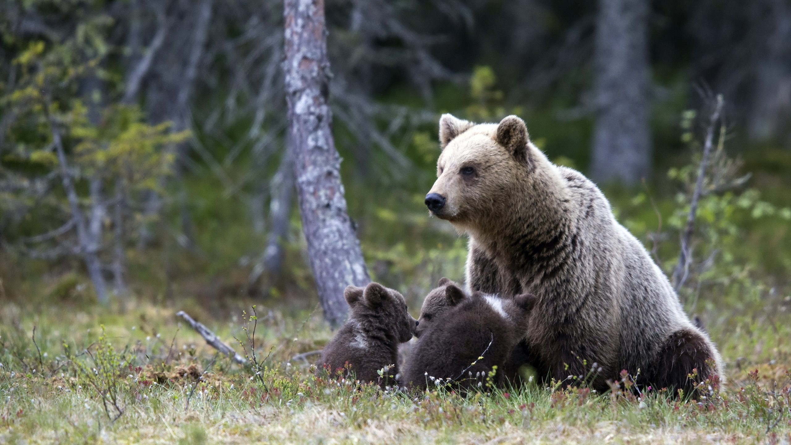 Mother bear with cubs in a forest HD Wallpaper