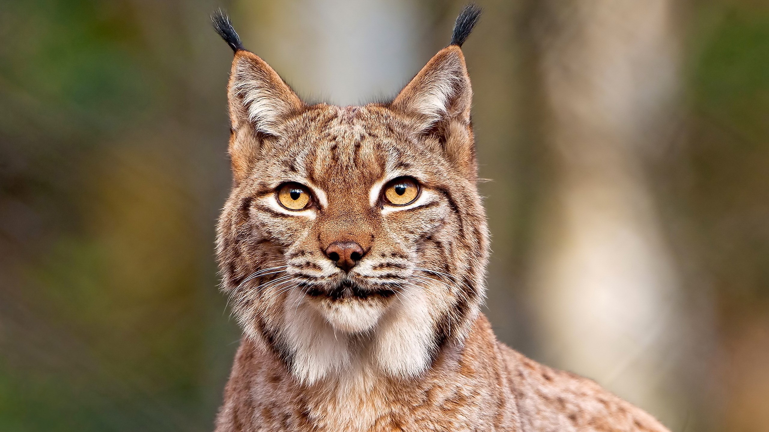 Close-up of a lynx's face HD Wallpaper