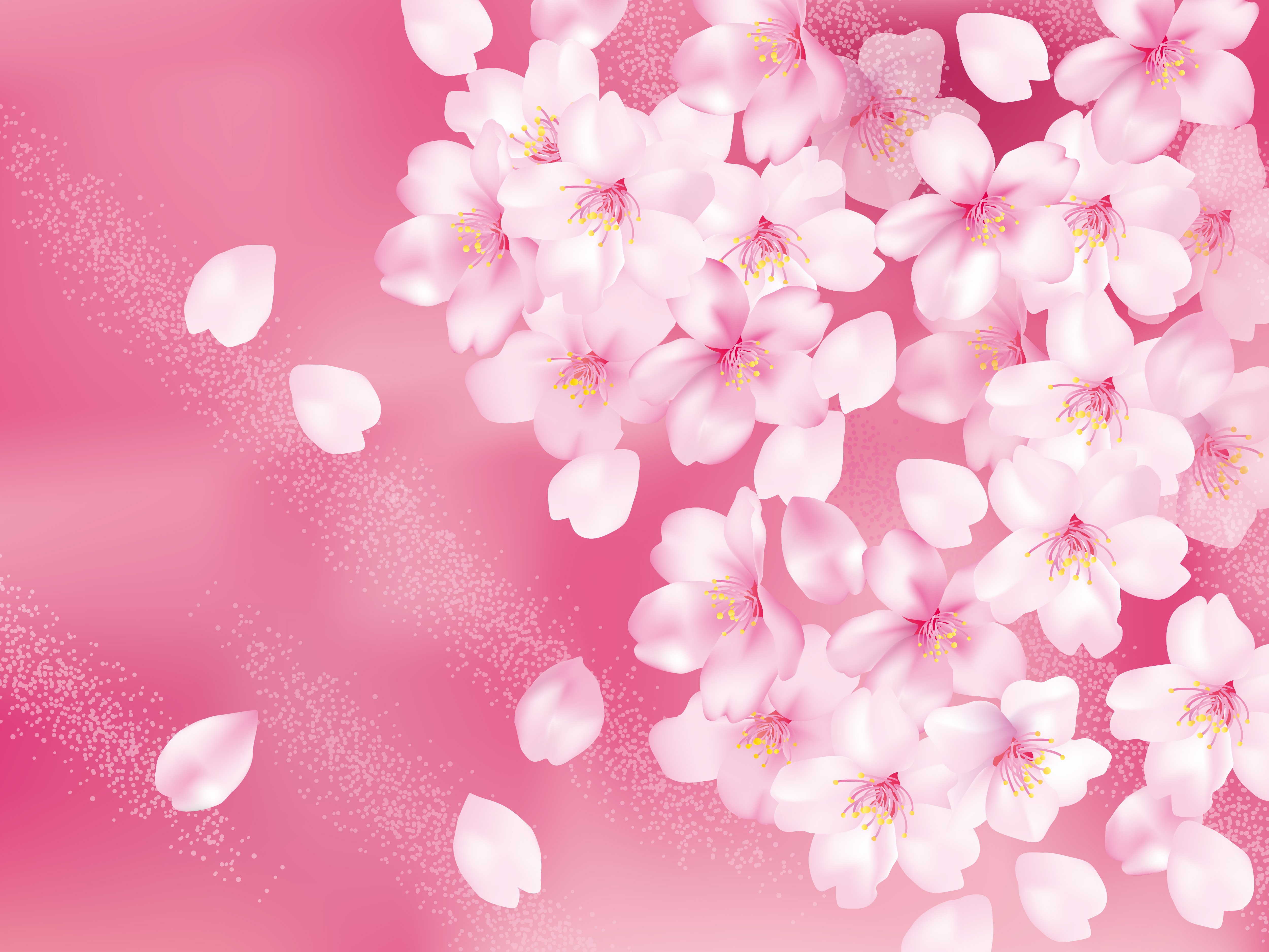 Pink cherry blossoms and petals on a pink background HD Wallpaper