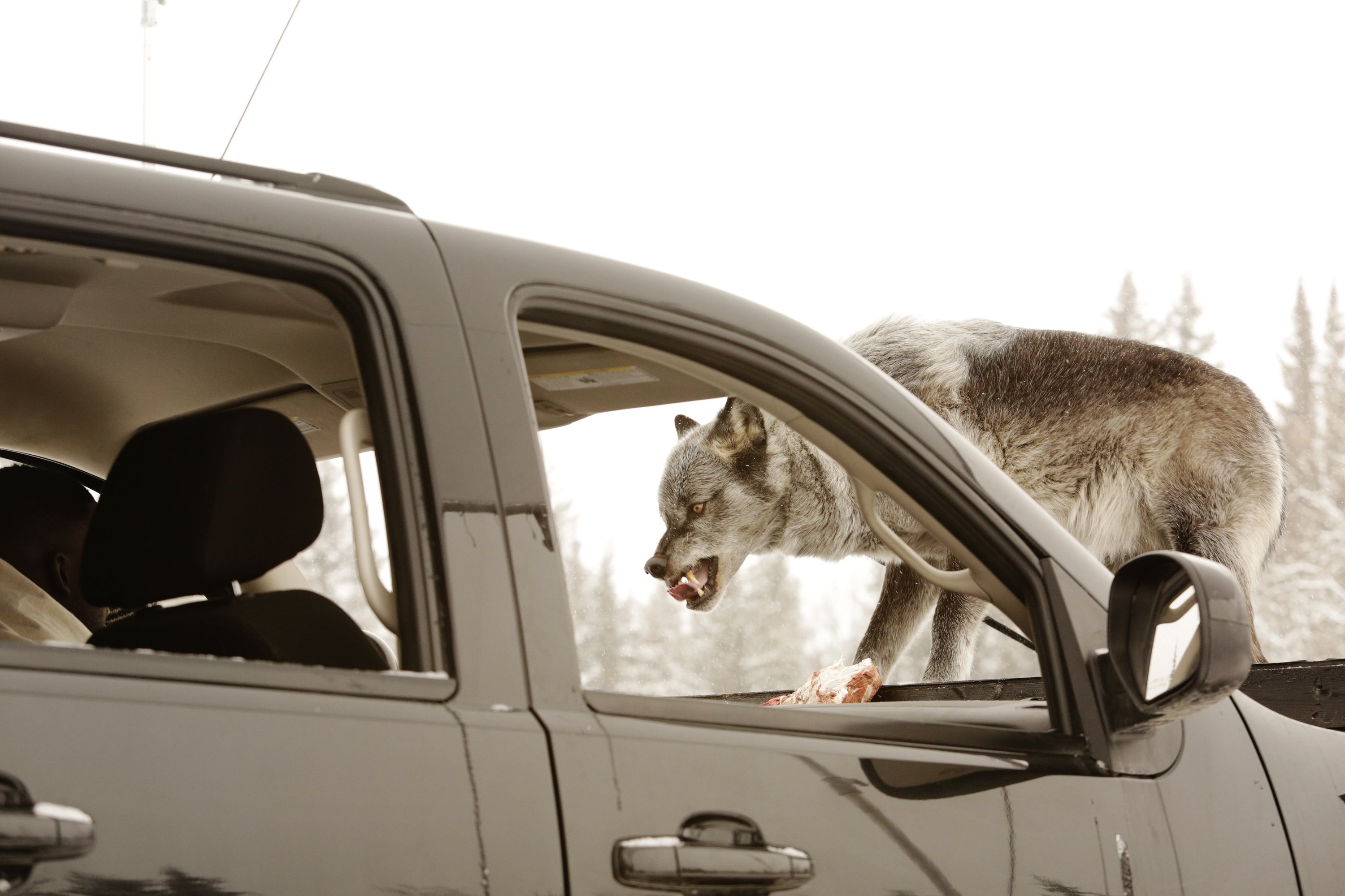 Wolf eating from a truck in Wynonna Earp HD Wallpaper
