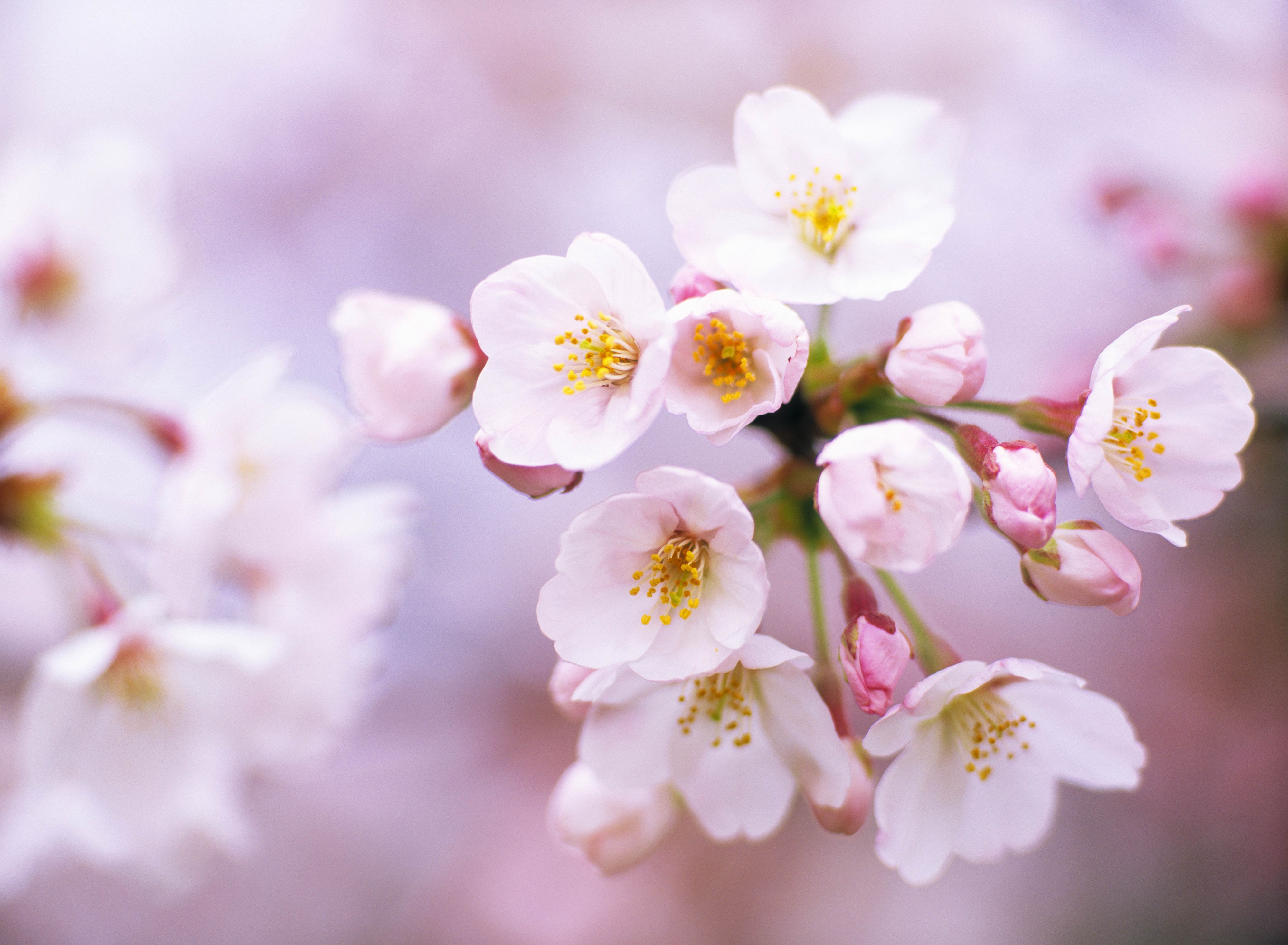 Close-up of Cherry Blossoms HD Wallpaper