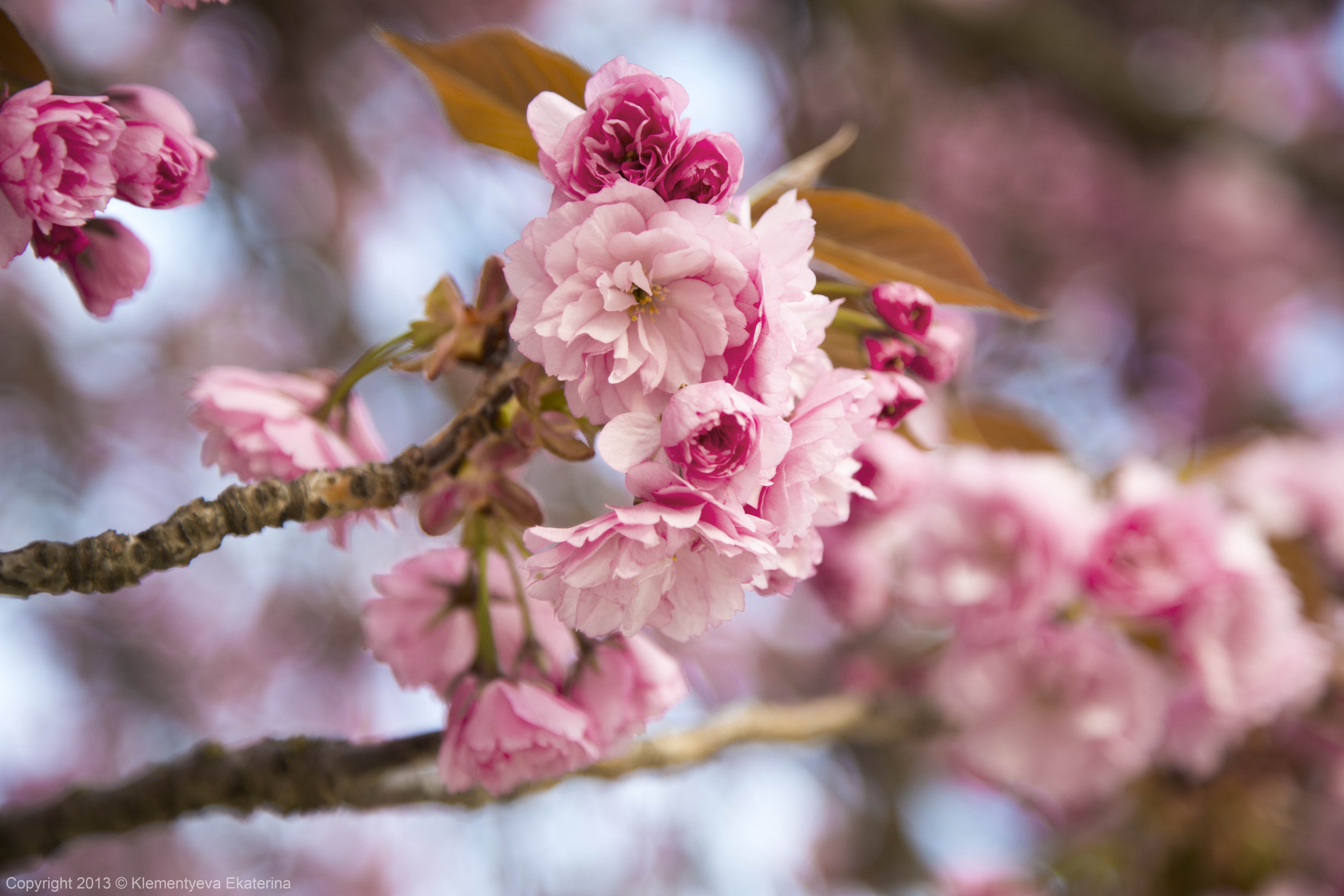 Pink cherry blossoms on a branch HD Wallpaper