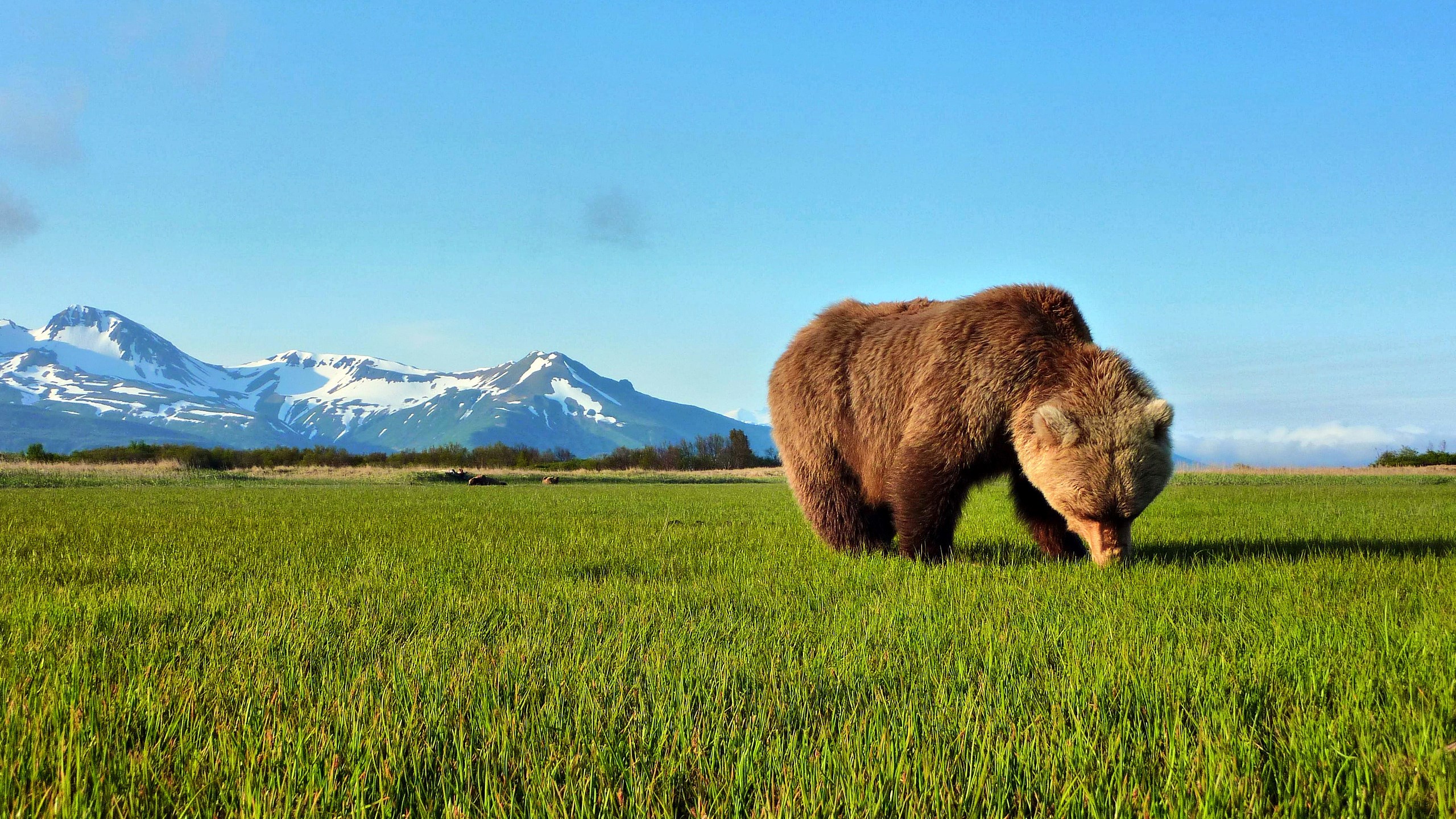 Brown bear grazing in a grassy field with snow-capped mountains HD Wallpaper