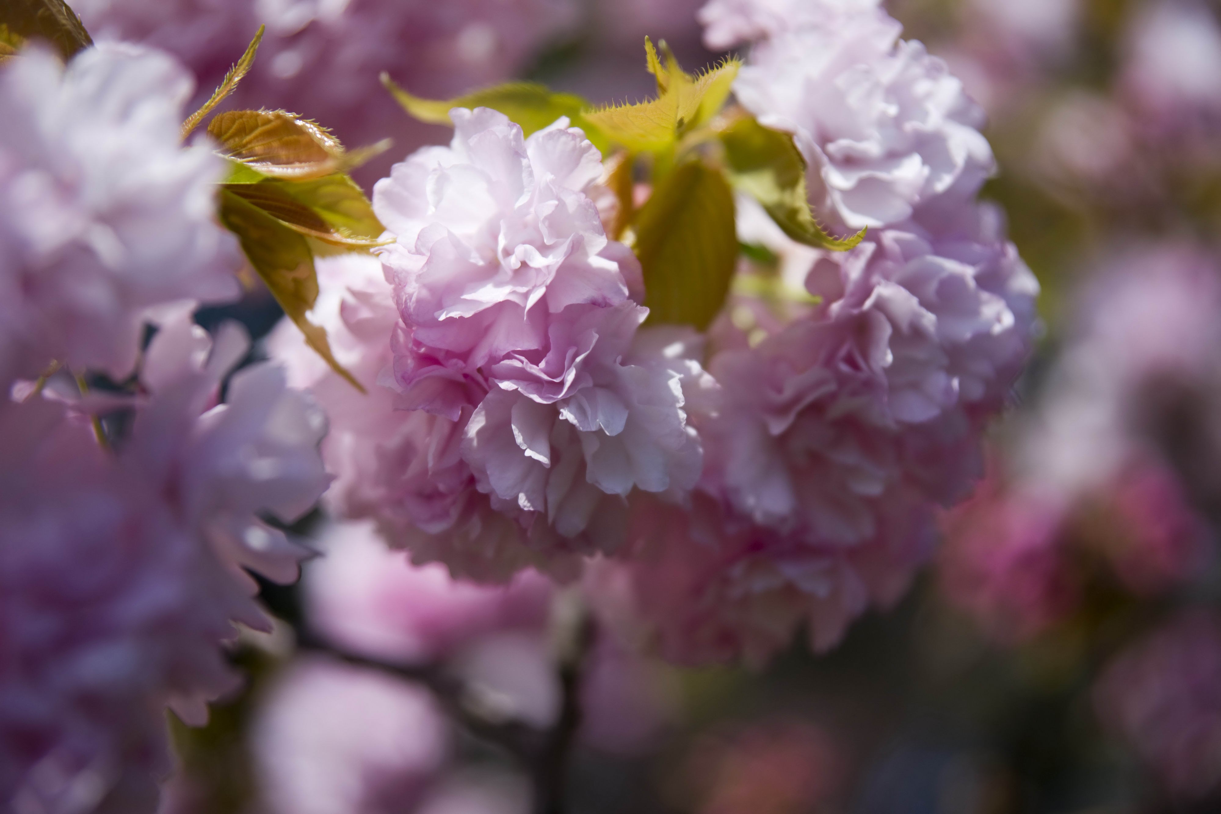 Pink cherry blossoms on a branch HD Wallpaper