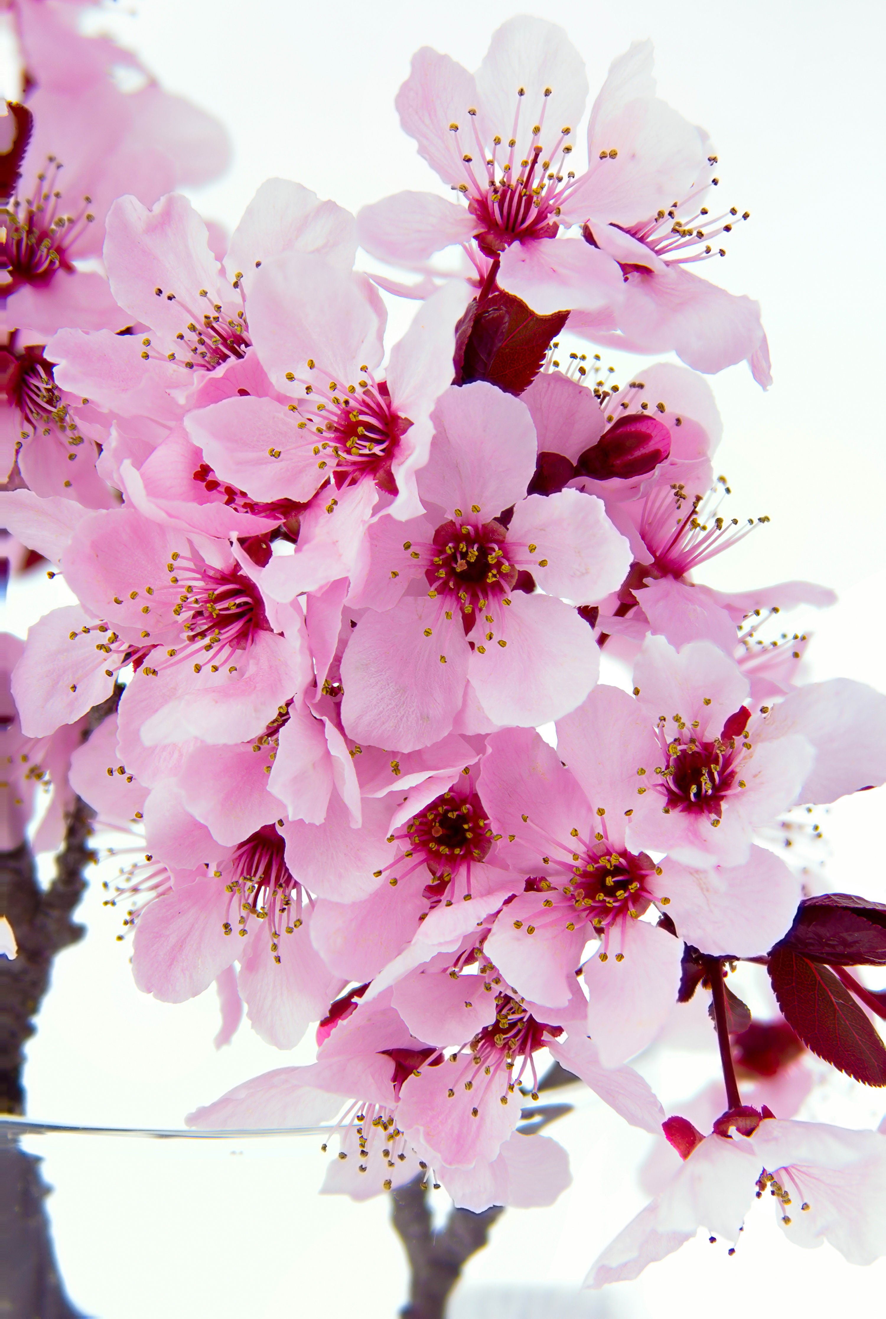 Pink cherry blossoms on a branch HD Wallpaper