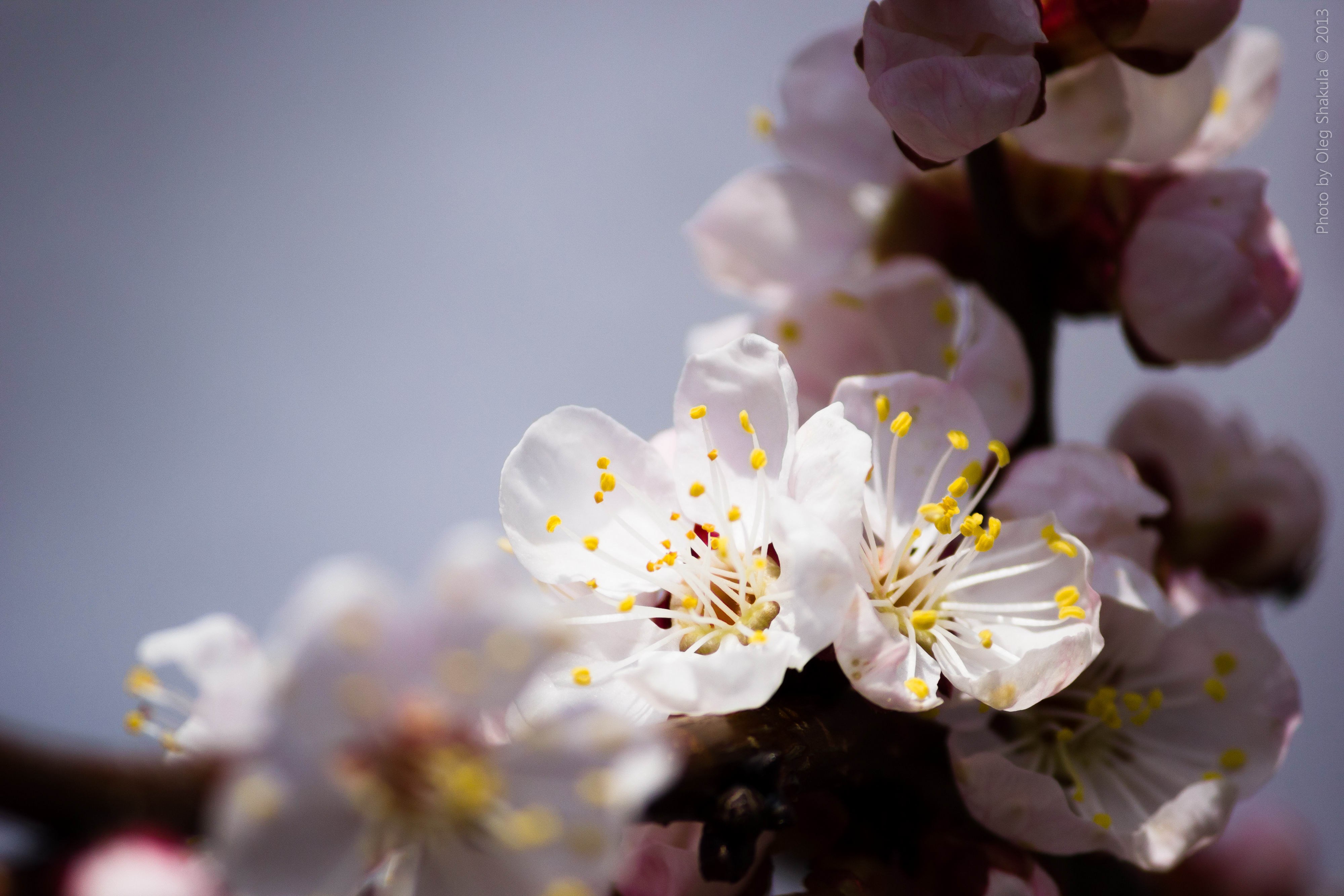 Close-up of blooming apricot tree flowers HD Wallpaper