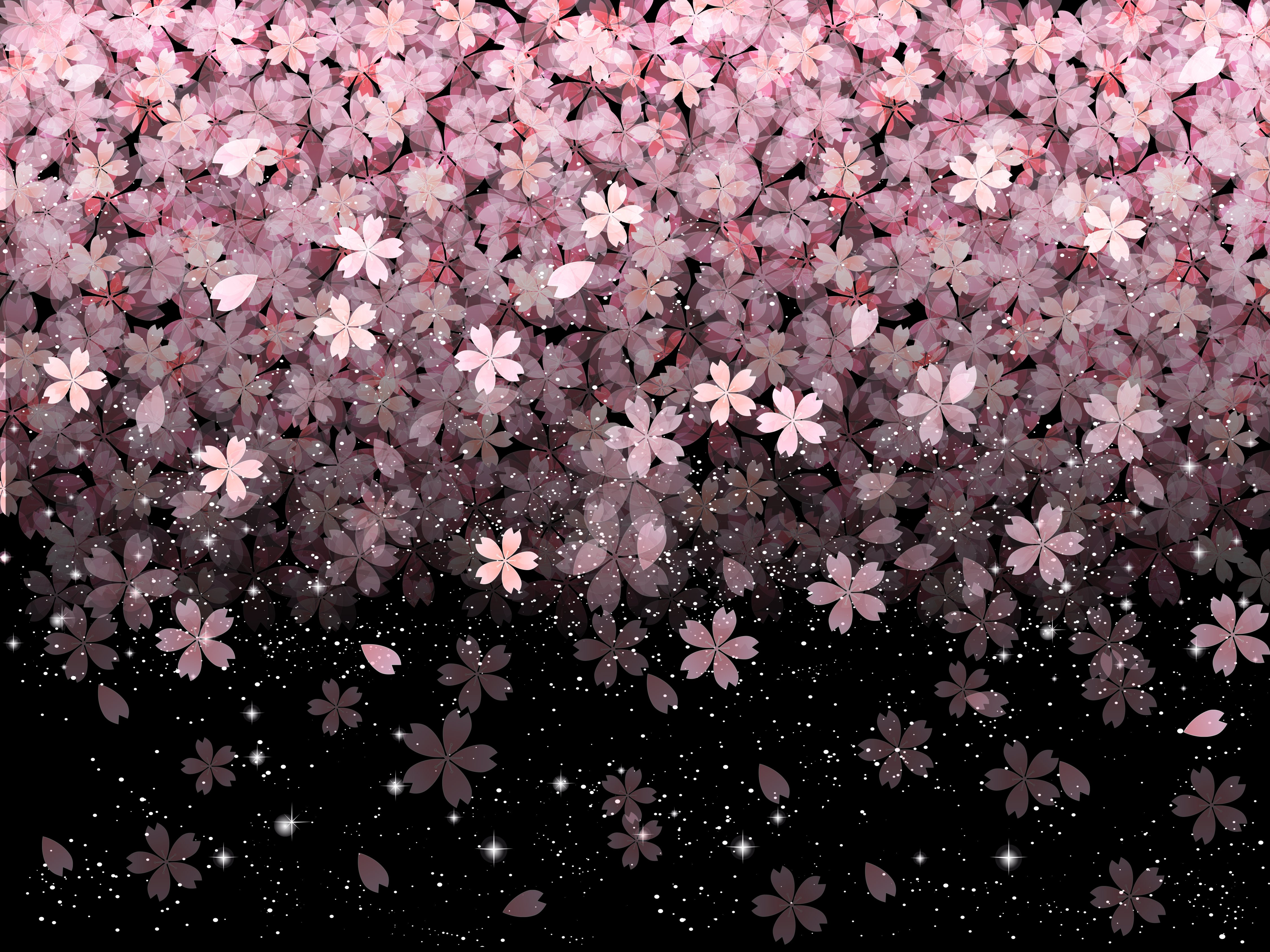 Falling pink cherry blossoms on black background HD Wallpaper