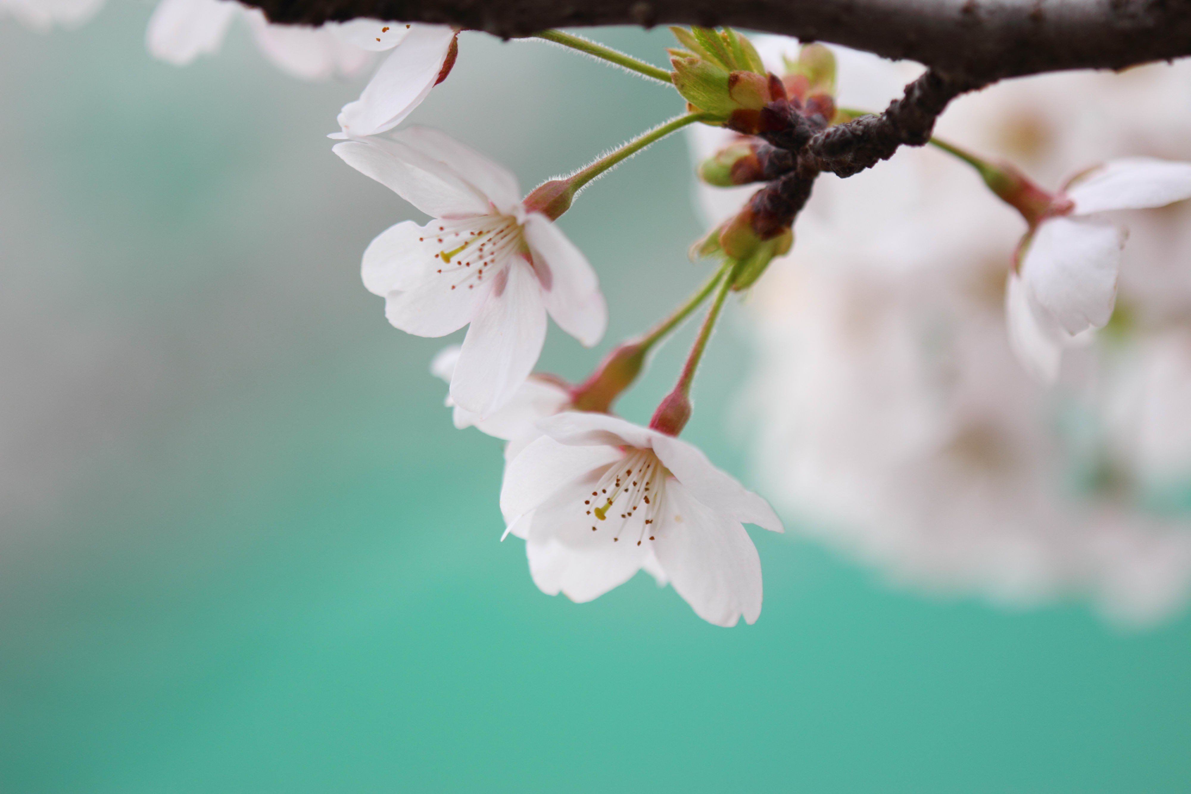 Cherry blossoms on a branch HD Wallpaper