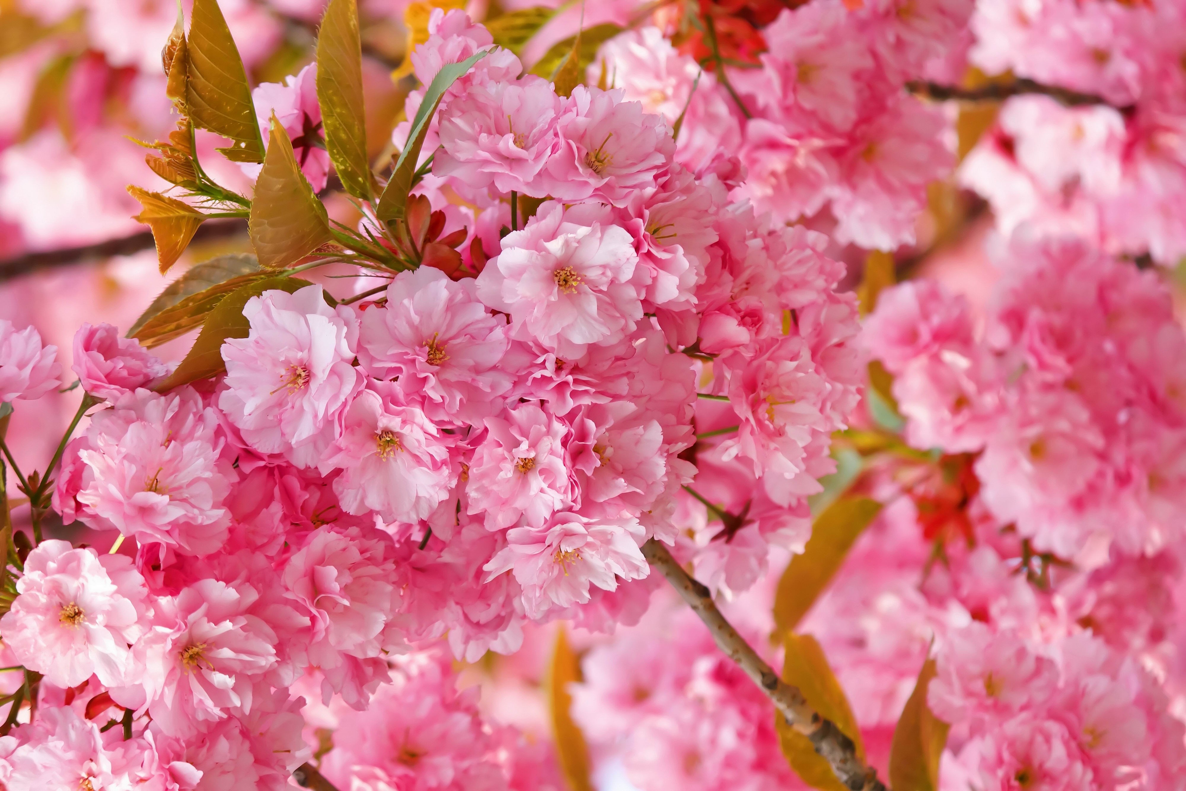 Pink cherry blossoms on a tree branch HD Wallpaper