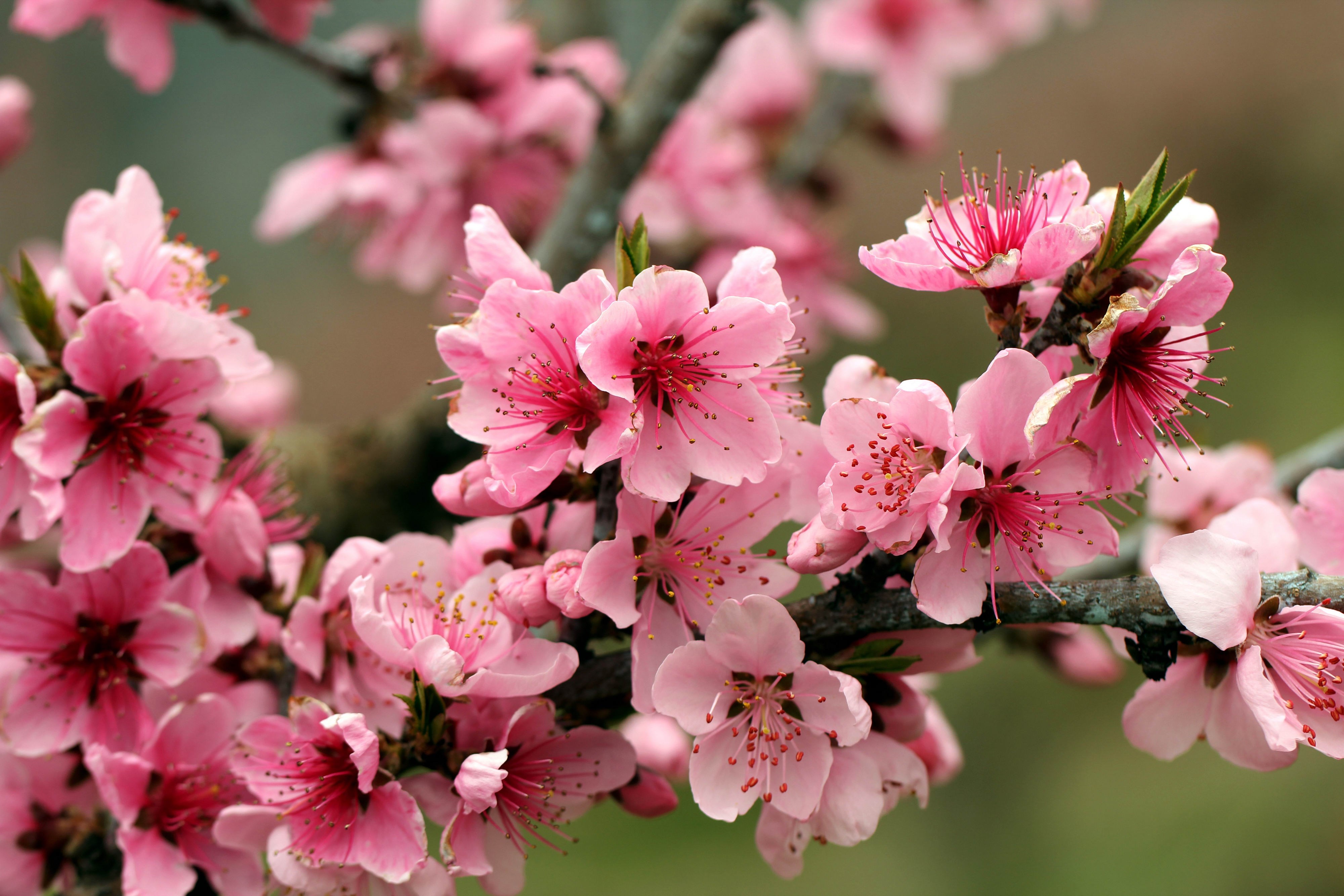 Pink peach blossoms on a branch HD Wallpaper