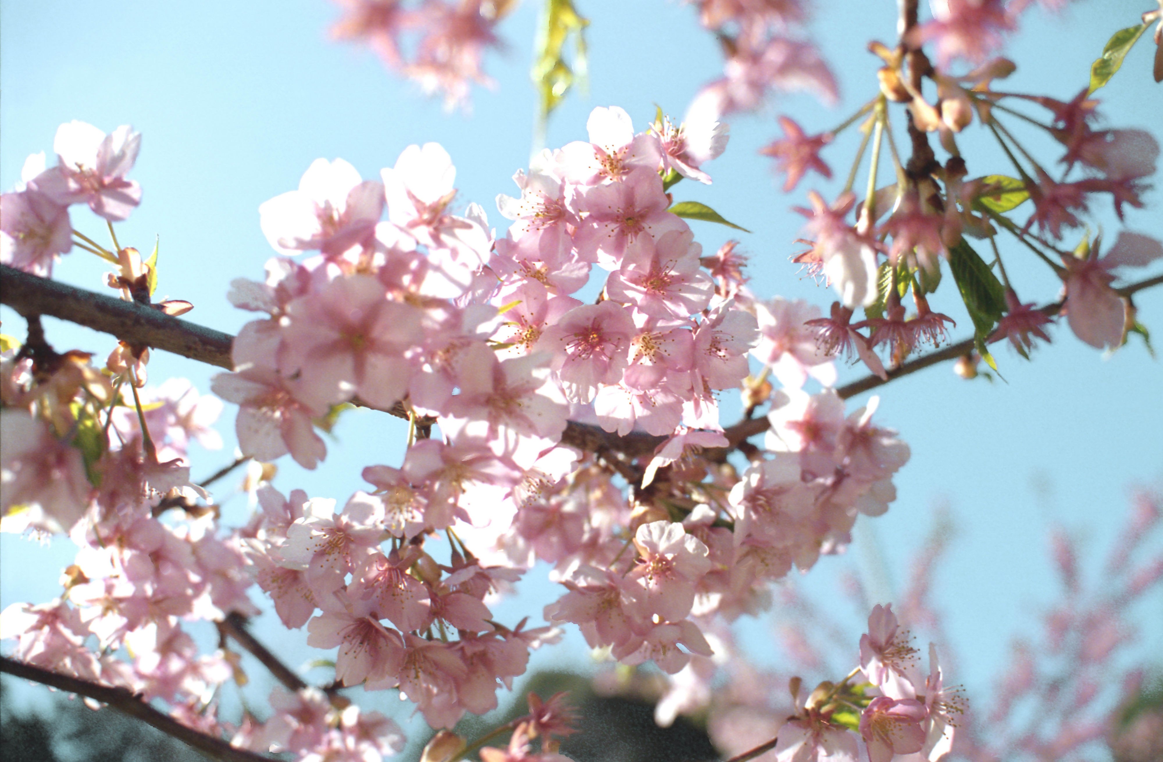 Pink cherry blossoms on a branch against a blue sky HD Wallpaper