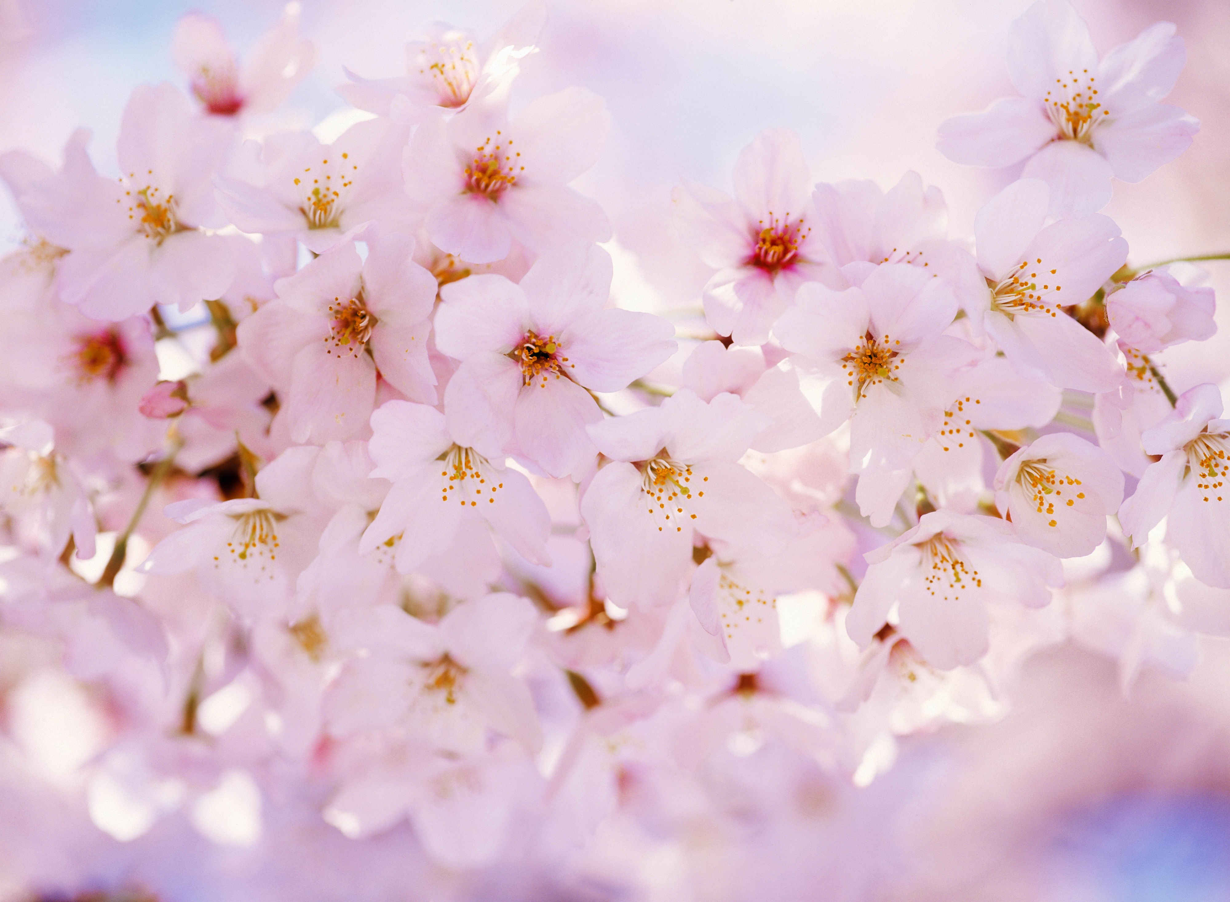 Close-up of pink cherry blossoms in bloom HD Wallpaper