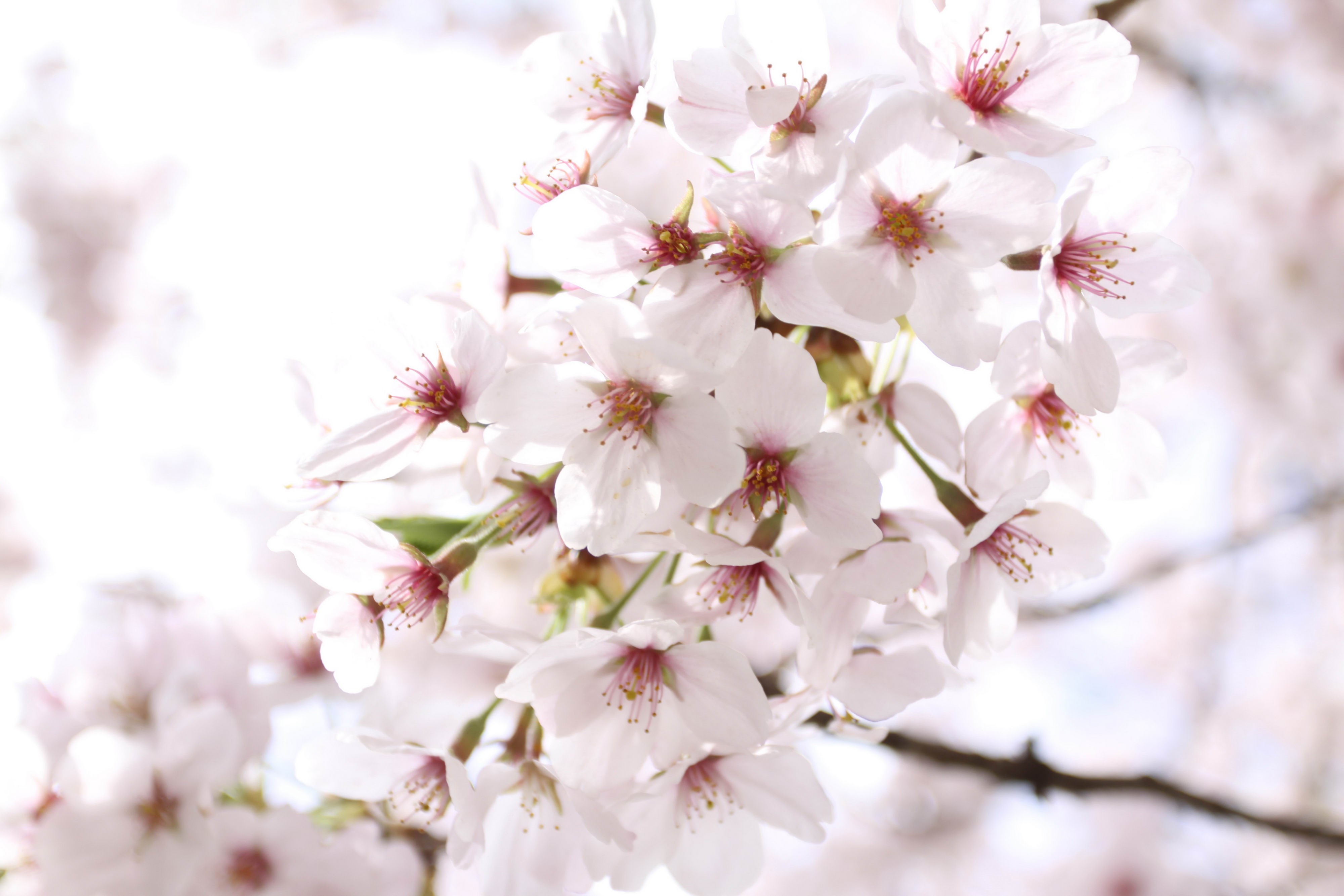 Close-up of Cherry Blossoms HD Wallpaper