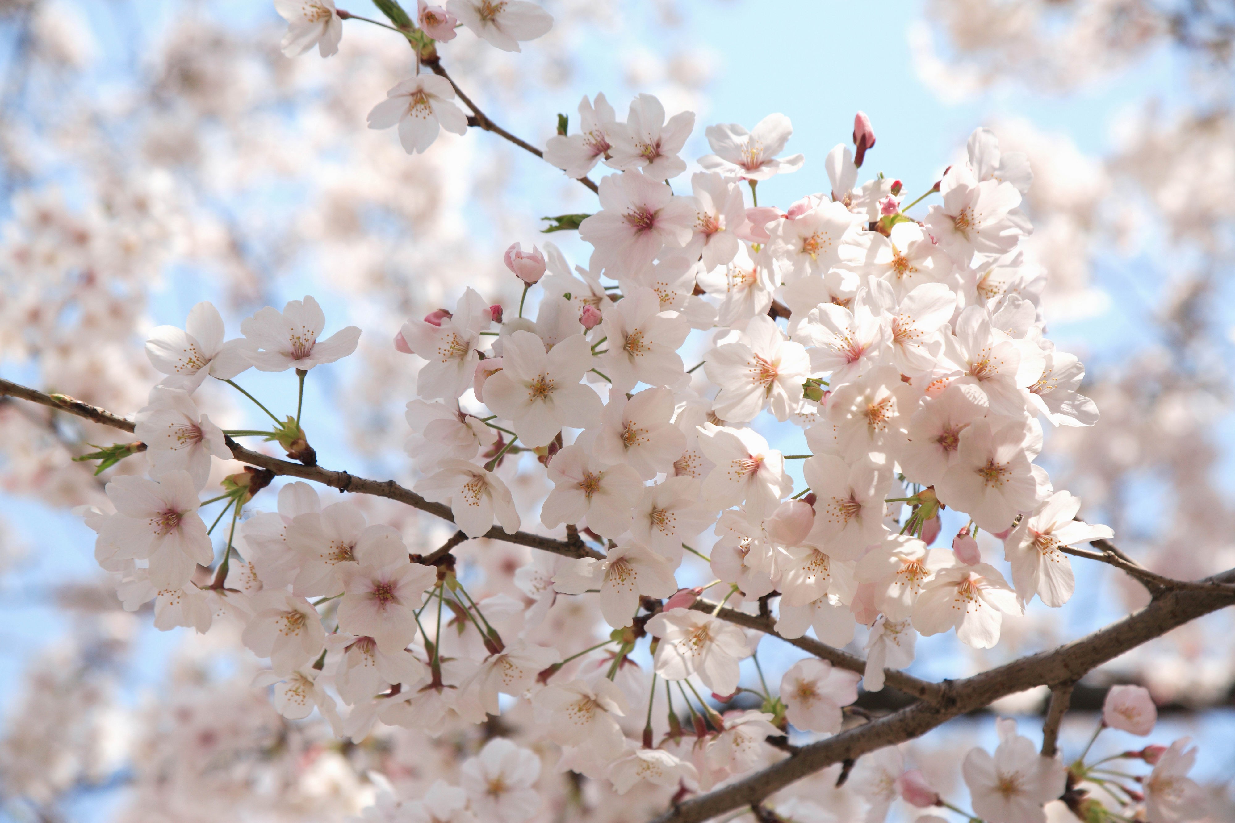 Cherry blossoms on a branch against a blue sky HD Wallpaper