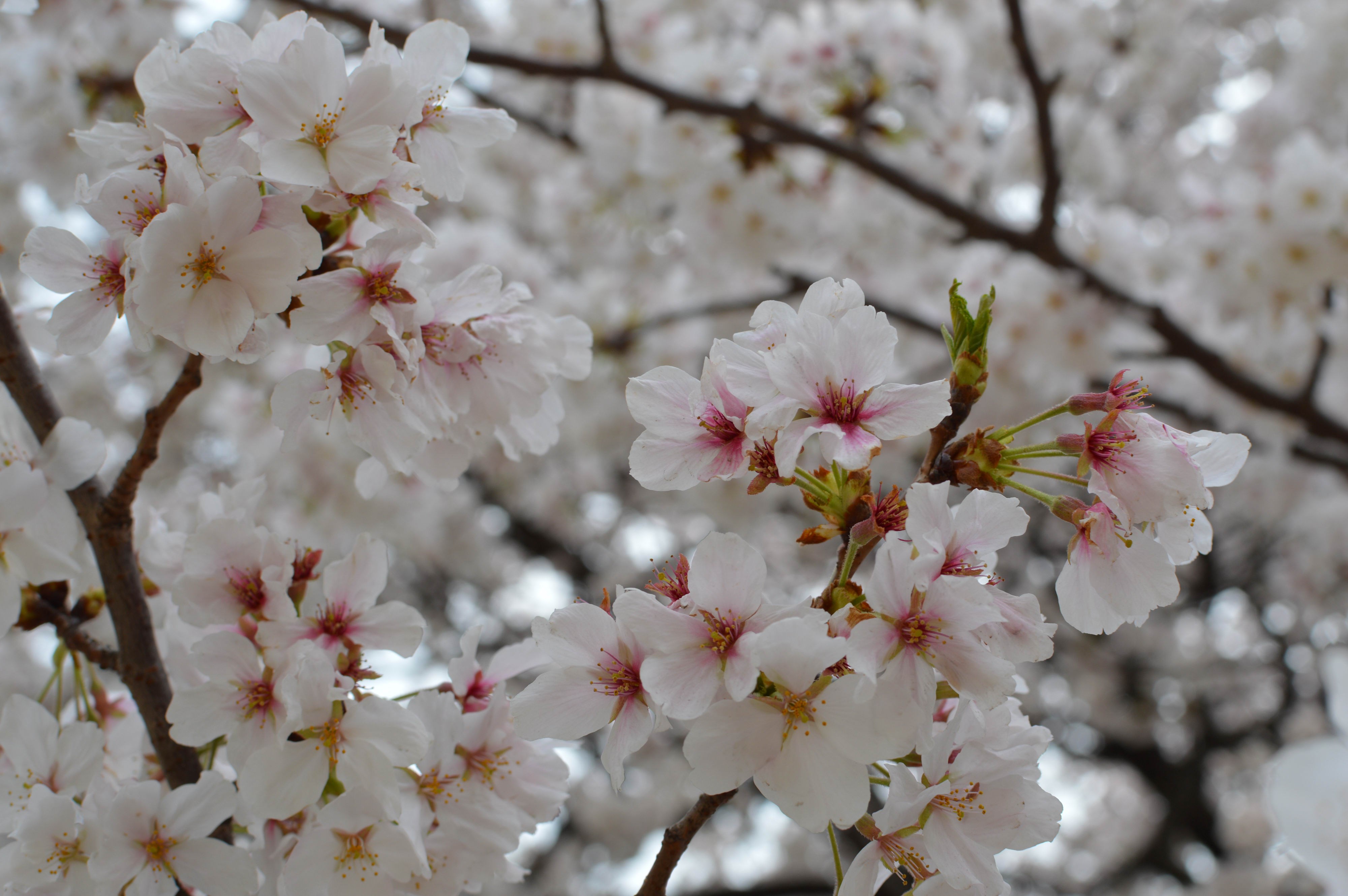 Close-up of Cherry Blossoms in Bloom HD Wallpaper