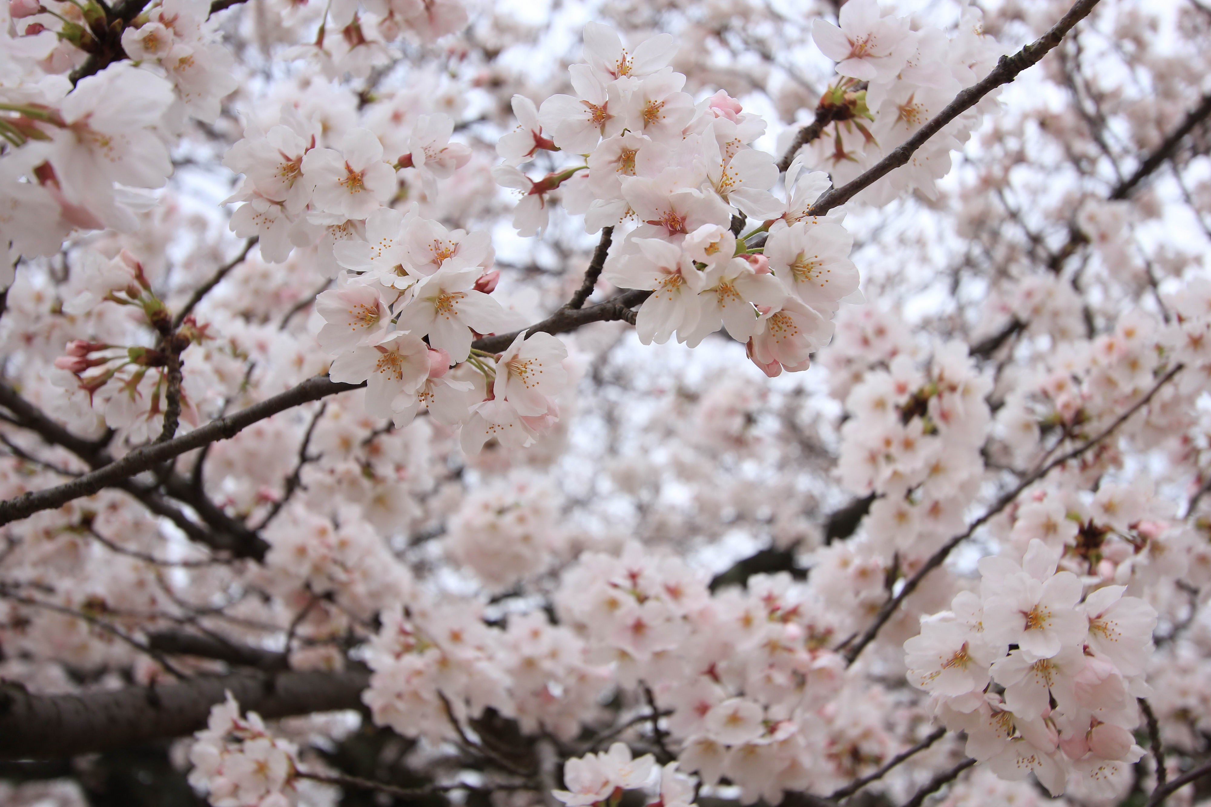 Close-up of blooming cherry blossoms on branches HD Wallpaper