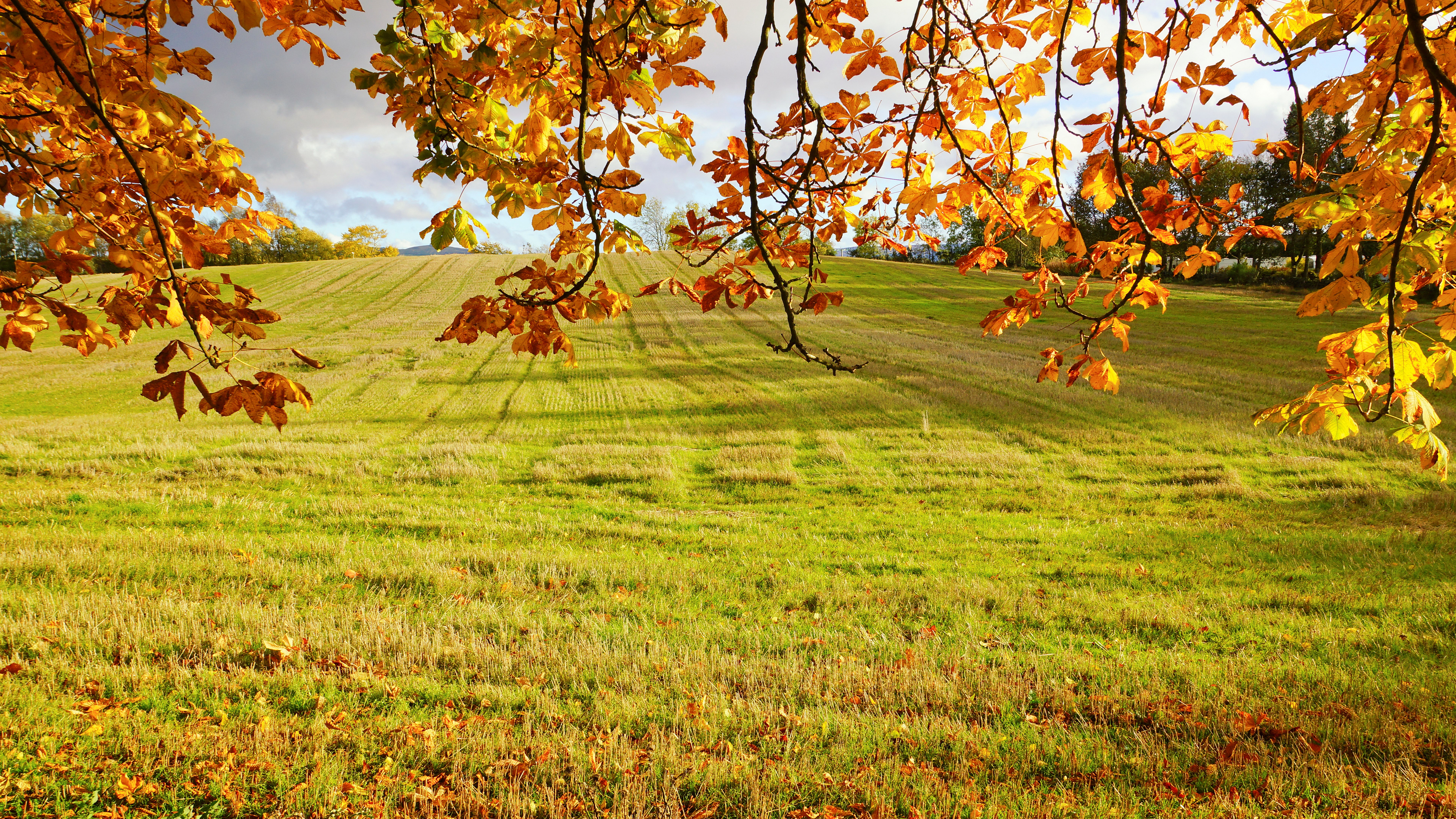 Autumn leaves frame a sunlit grassy field HD Wallpaper