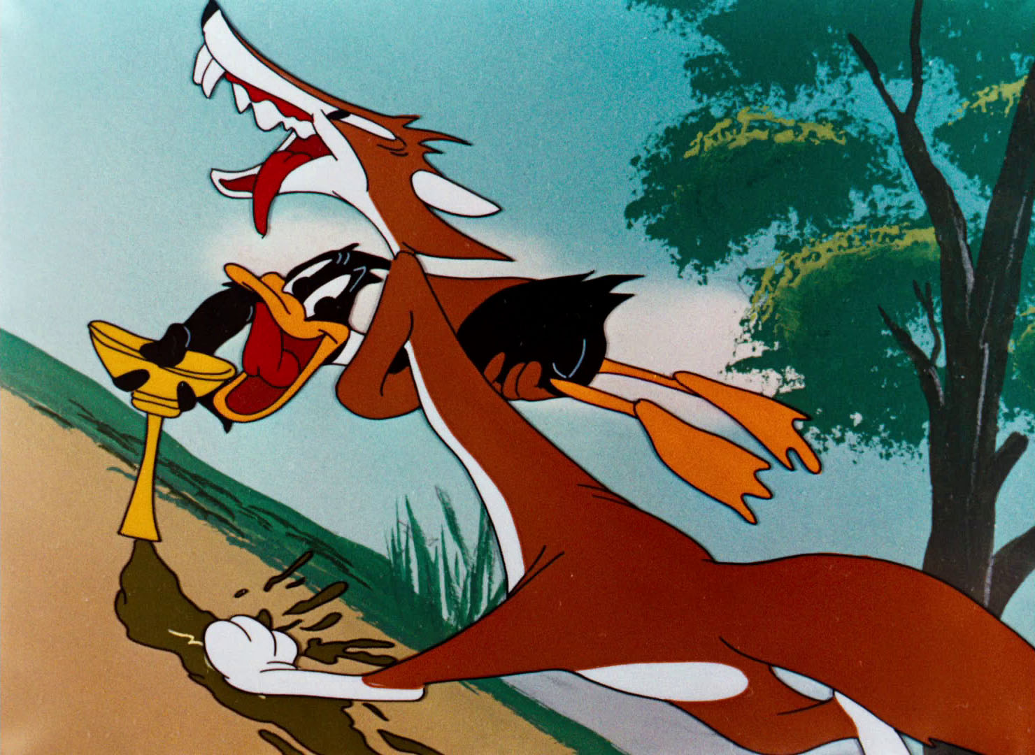 Daffy Duck and a fox in a cartoon HD Wallpaper