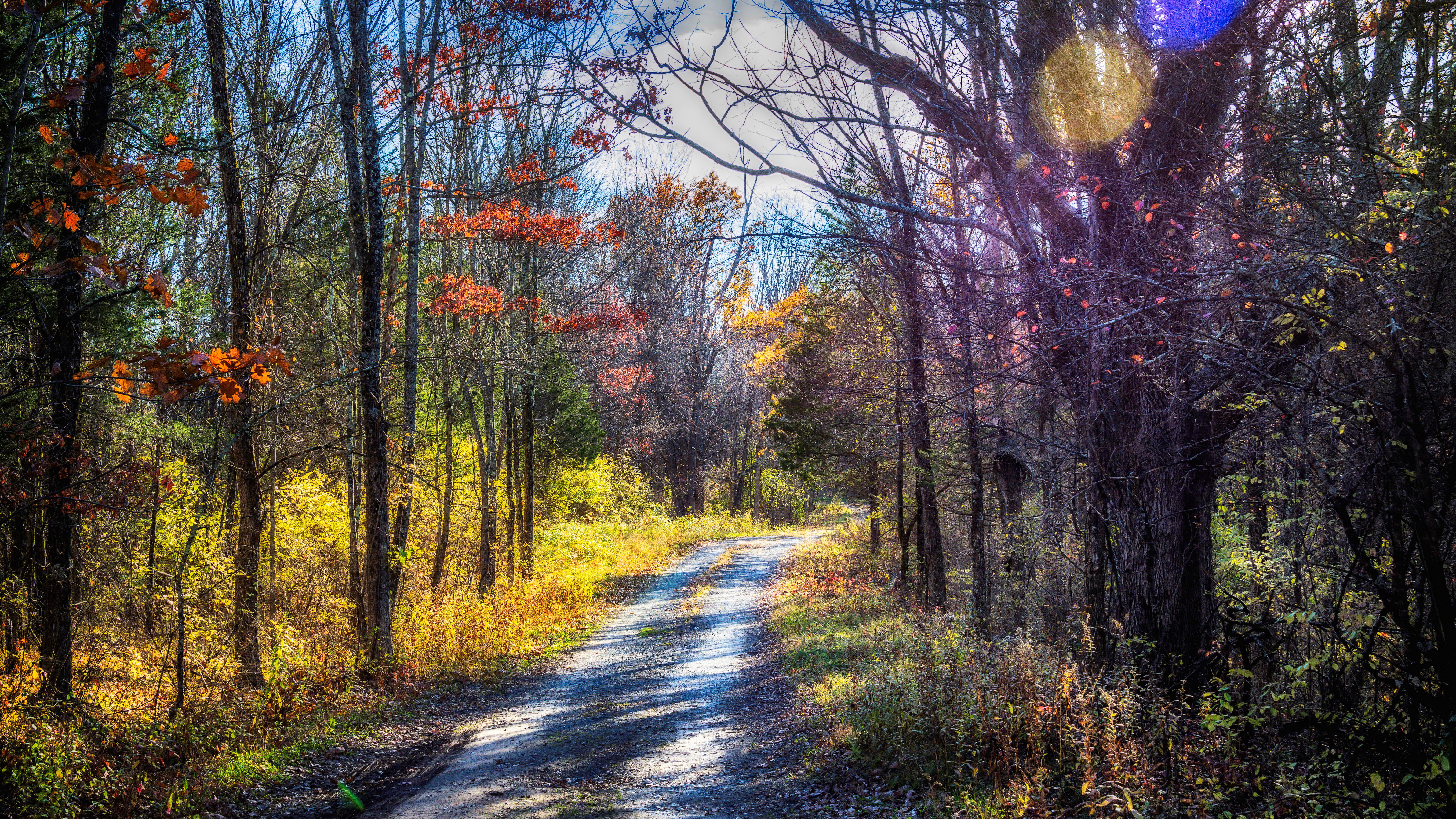 Dirt road through an autumn forest with colorful trees HD Wallpaper