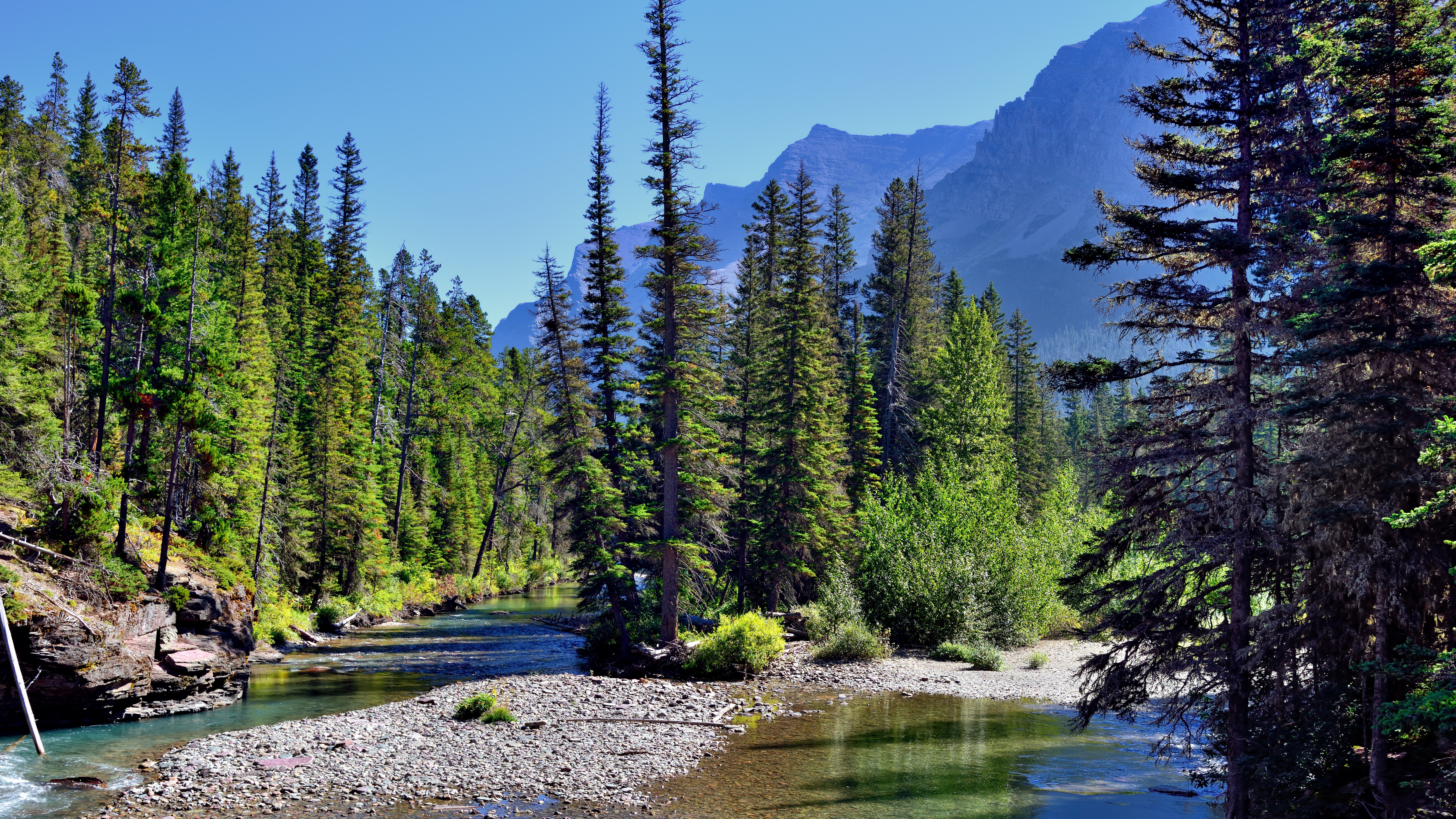 River flowing through a pine forest with mountains in the background HD Wallpaper