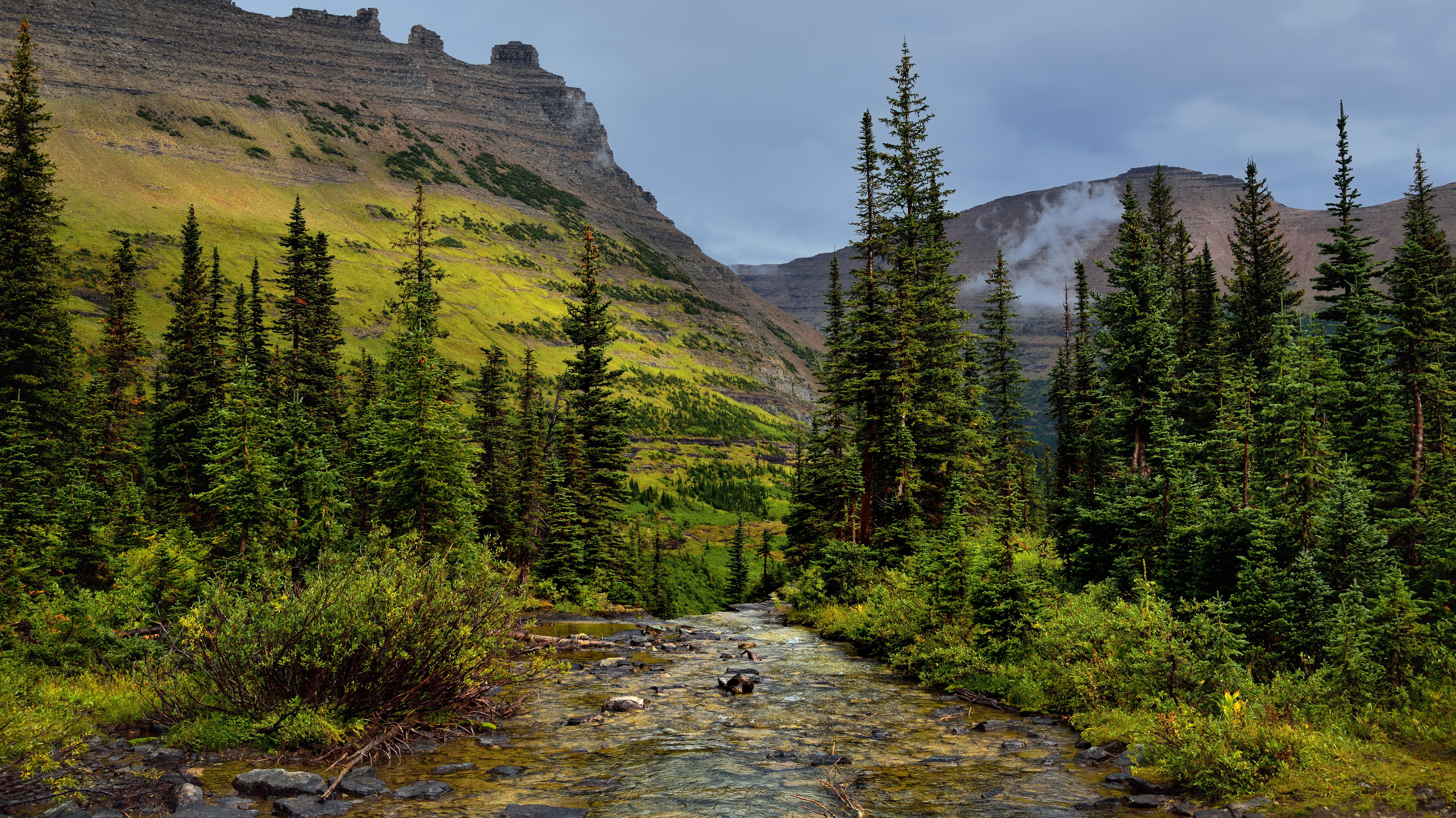 Mountain valley with a stream and pine trees HD Wallpaper