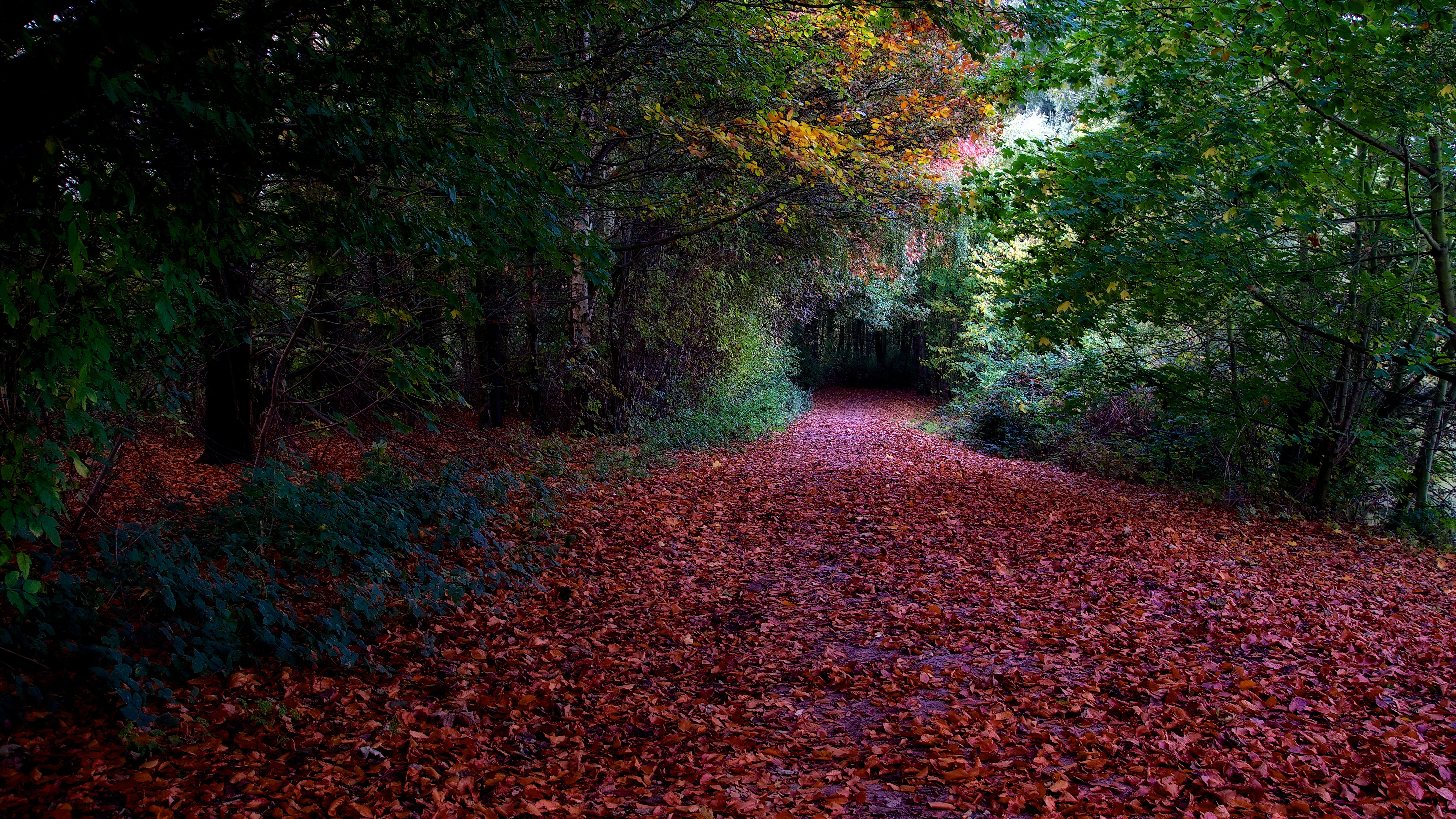 A path covered in fallen leaves in an autumn forest HD Wallpaper