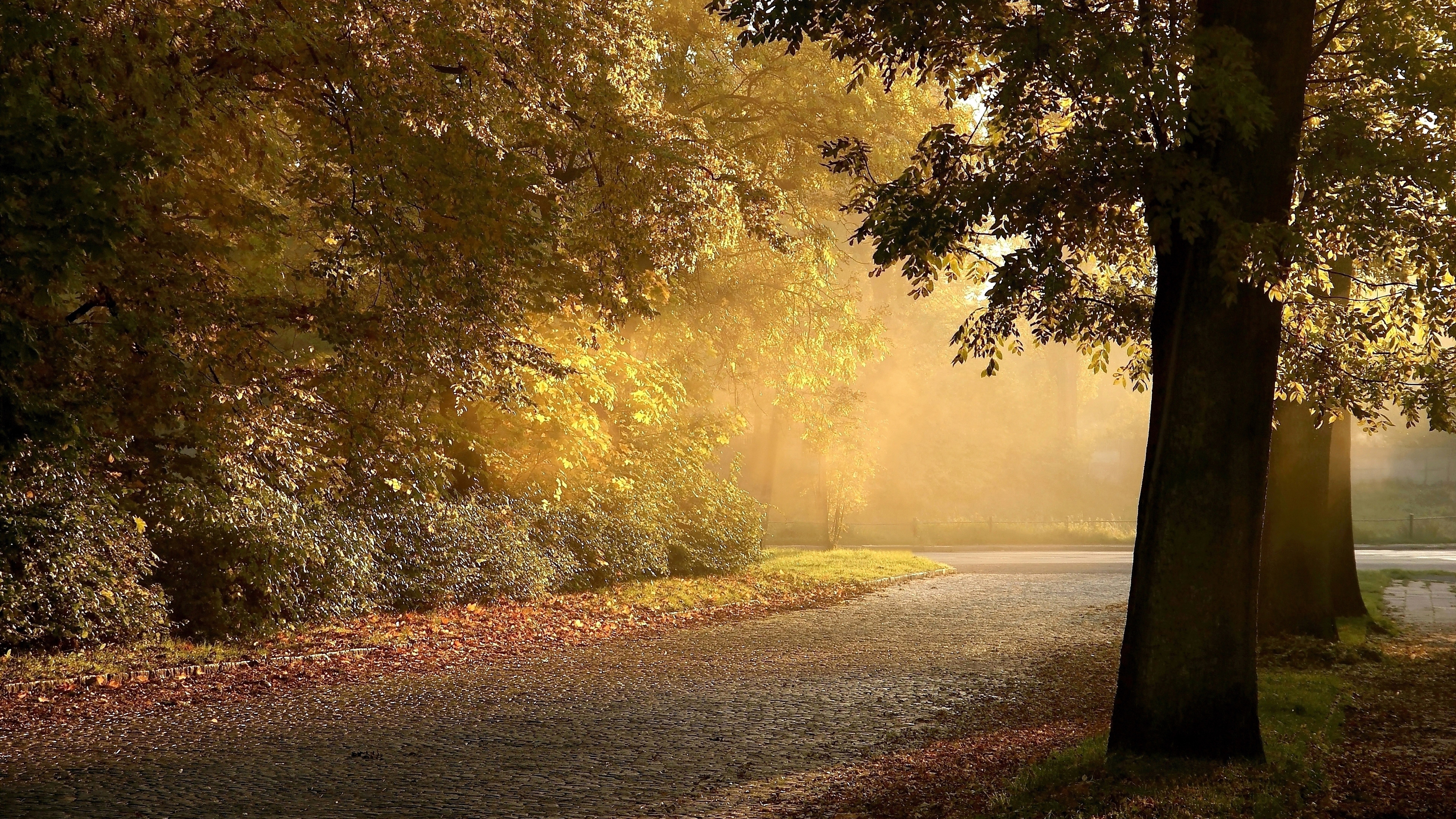 Sunlight filtering through trees onto a path in autumn HD Wallpaper