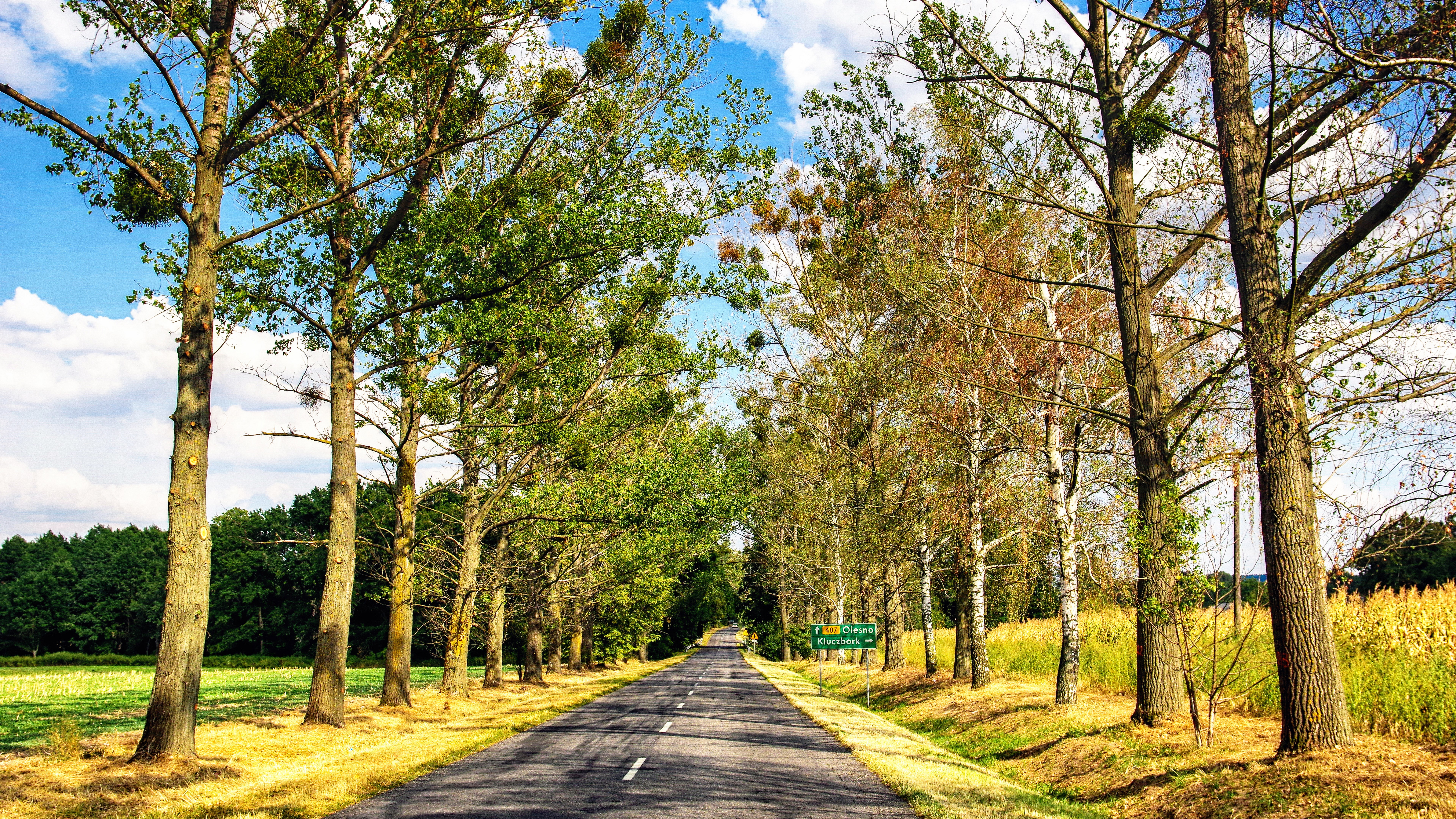 Road lined with trees leading to a town sign HD Wallpaper