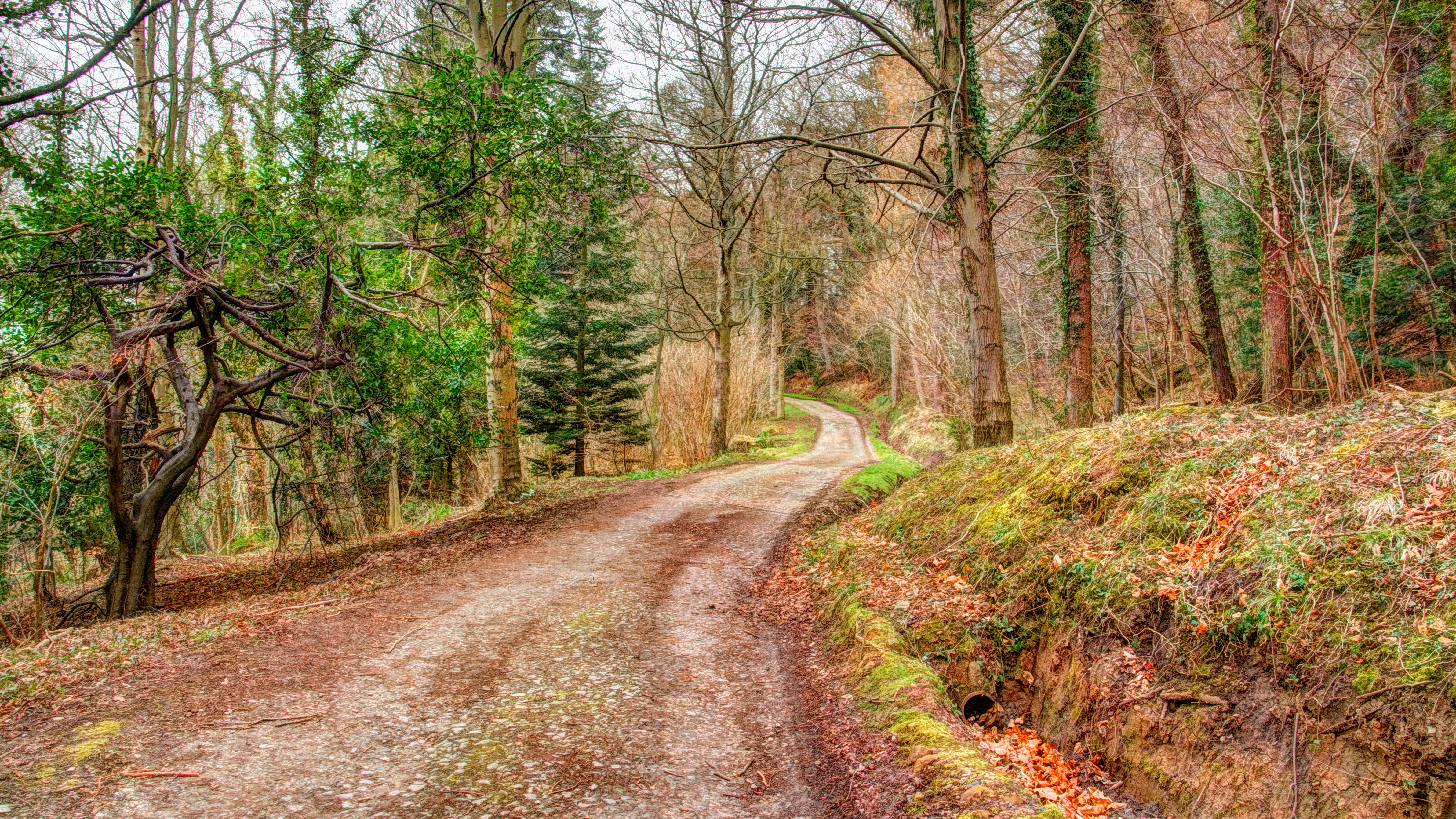 Dirt road winding through a forest in autumn HD Wallpaper