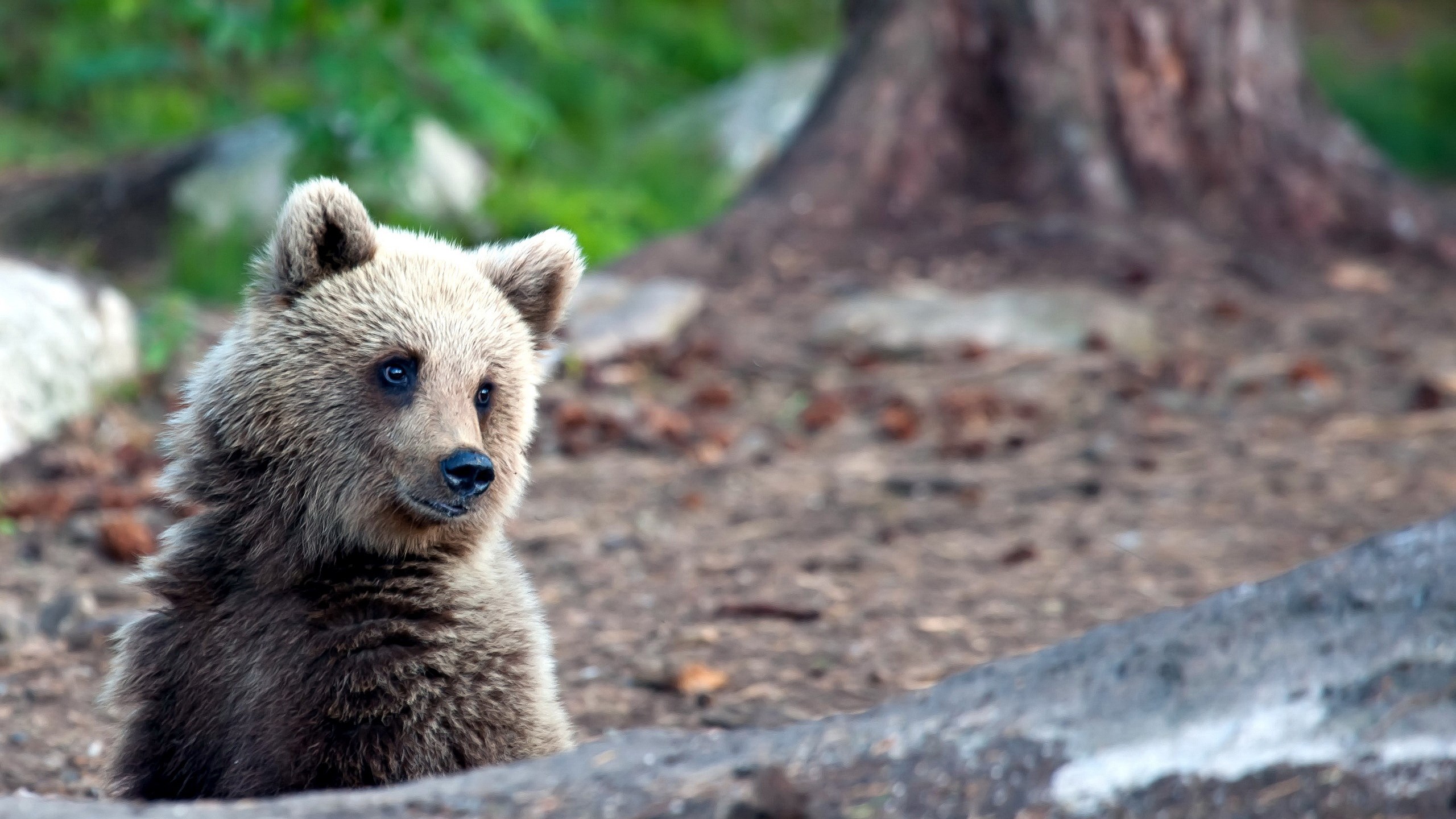 A young bear cub peeking out from behind a log HD Wallpaper