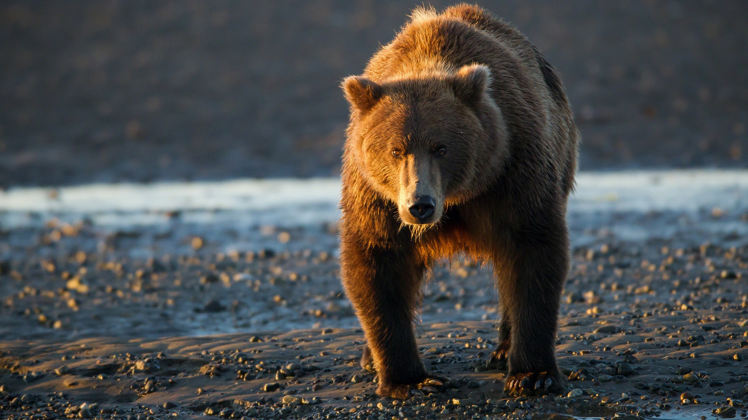 Brown bear walking on a rocky shore HD Wallpaper