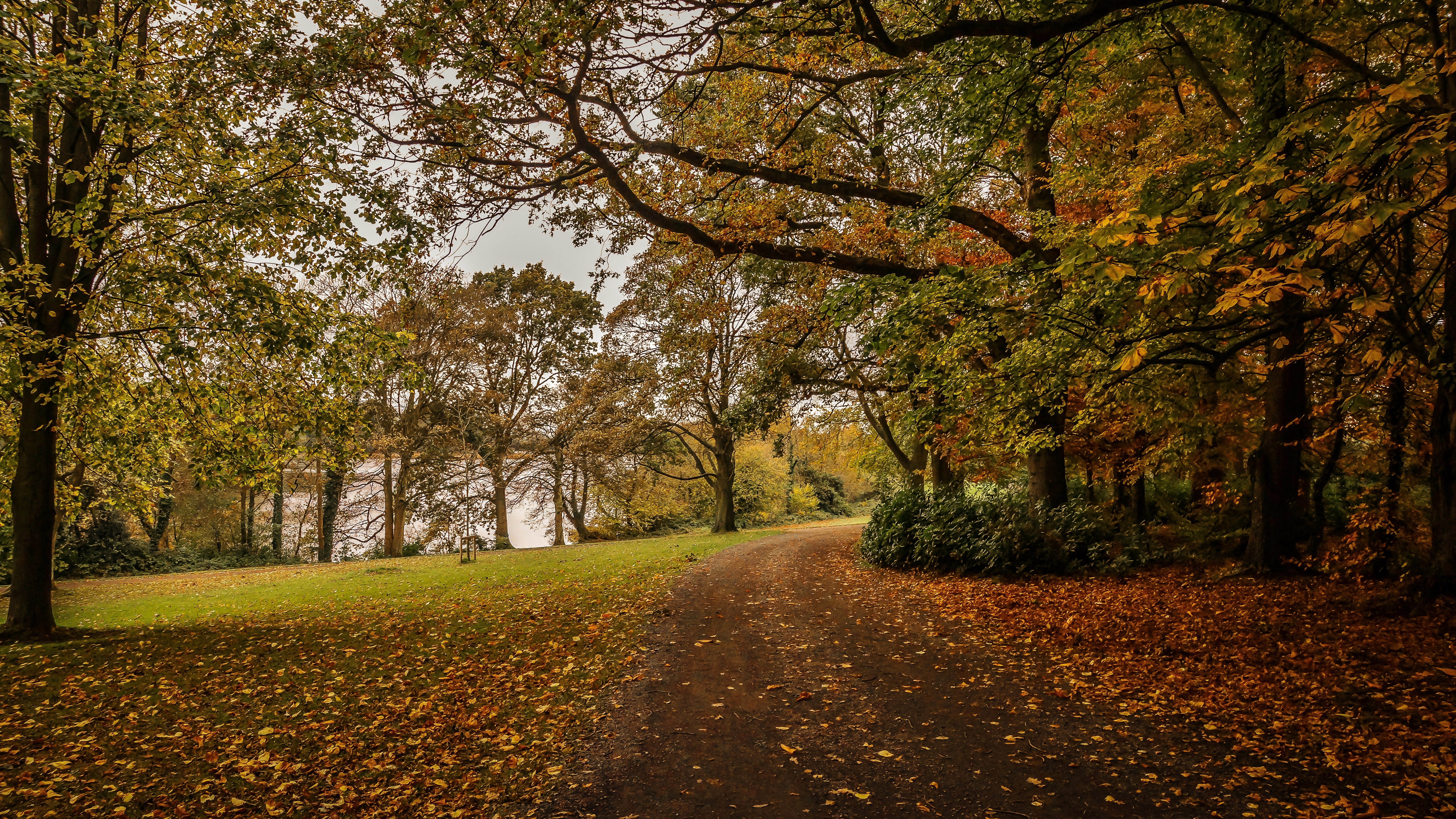 Autumn path through a forest with fallen leaves HD Wallpaper